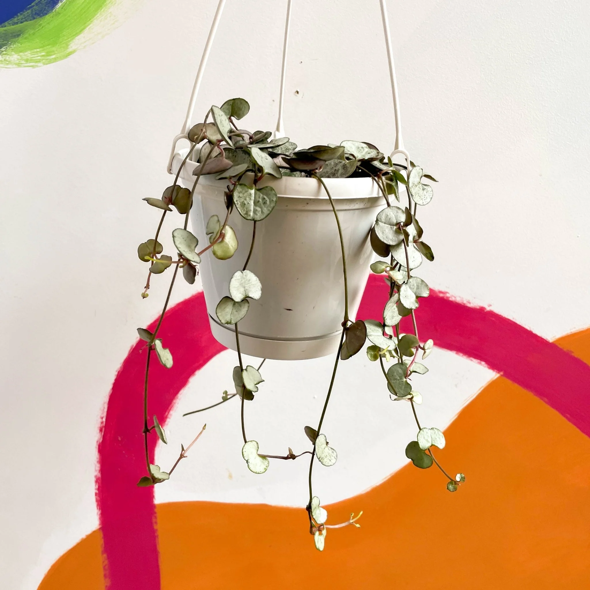 Ceropegia woodii - String of Hearts - Image 6