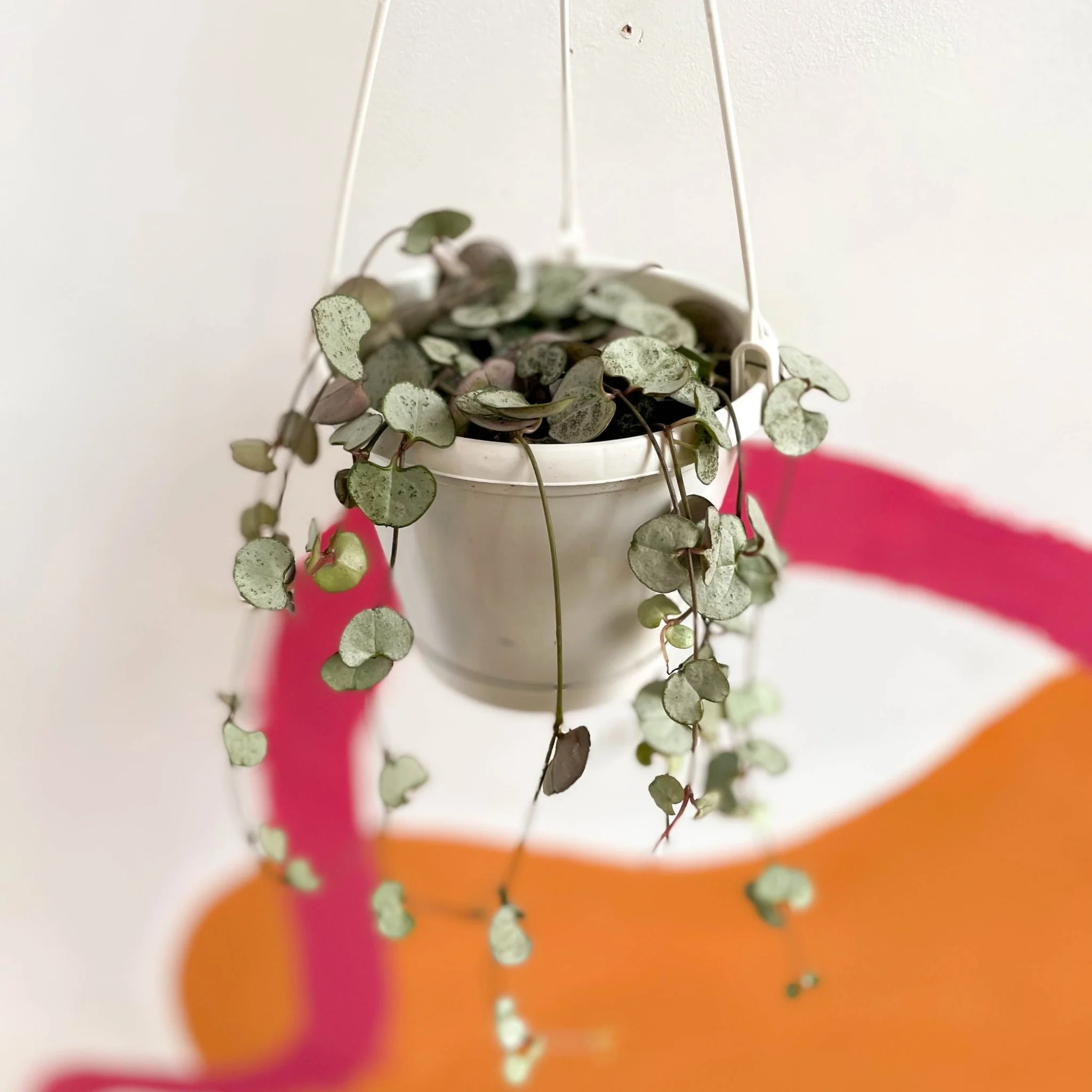 Ceropegia woodii - String of Hearts - Image 7