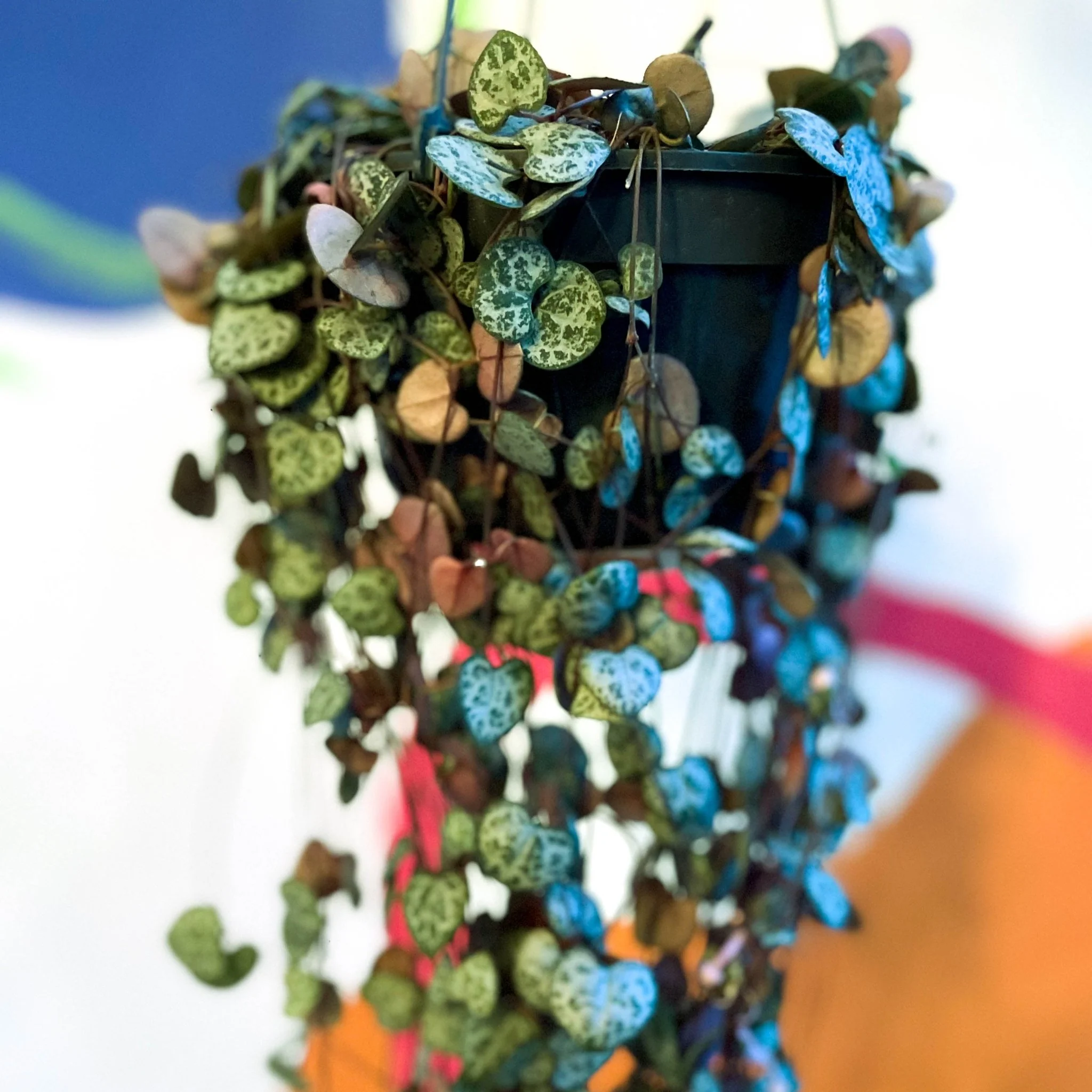 Ceropegia woodii - String of Hearts - Image 8