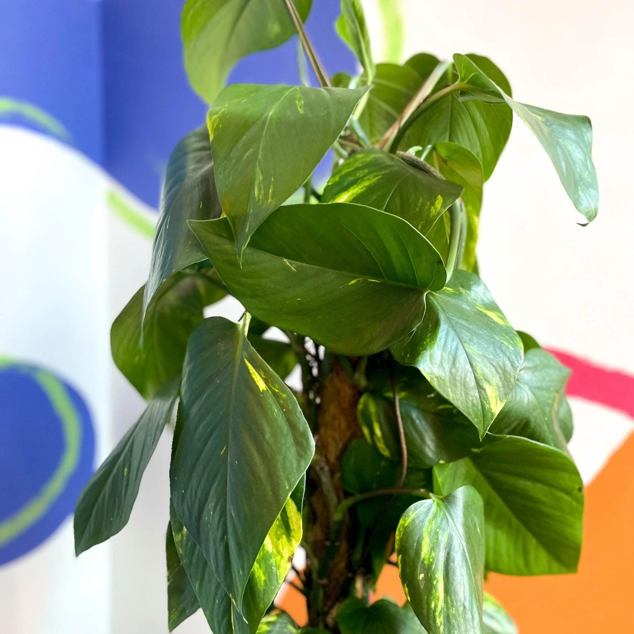 Epipremnum aureum - Golden Pothos - Image 10
