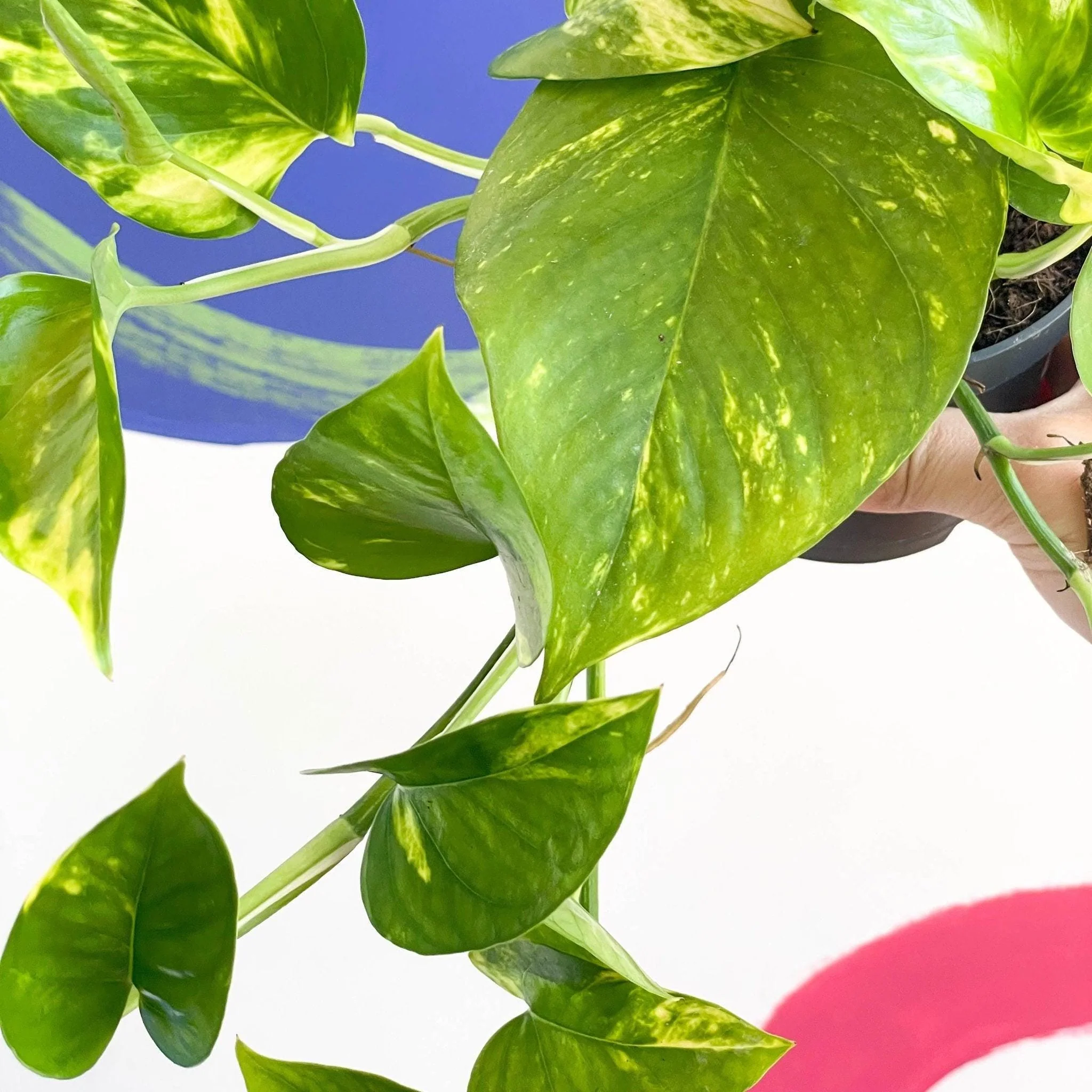 Epipremnum aureum - Golden Pothos - Image 3