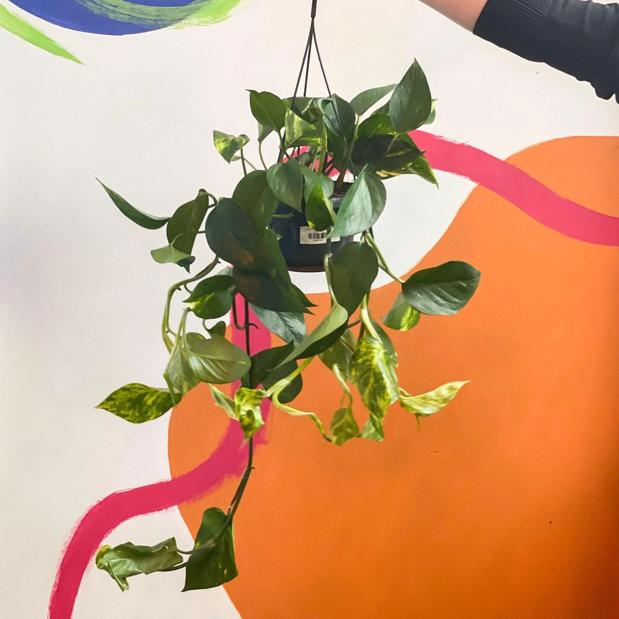 Epipremnum aureum - Golden Pothos - Image 4