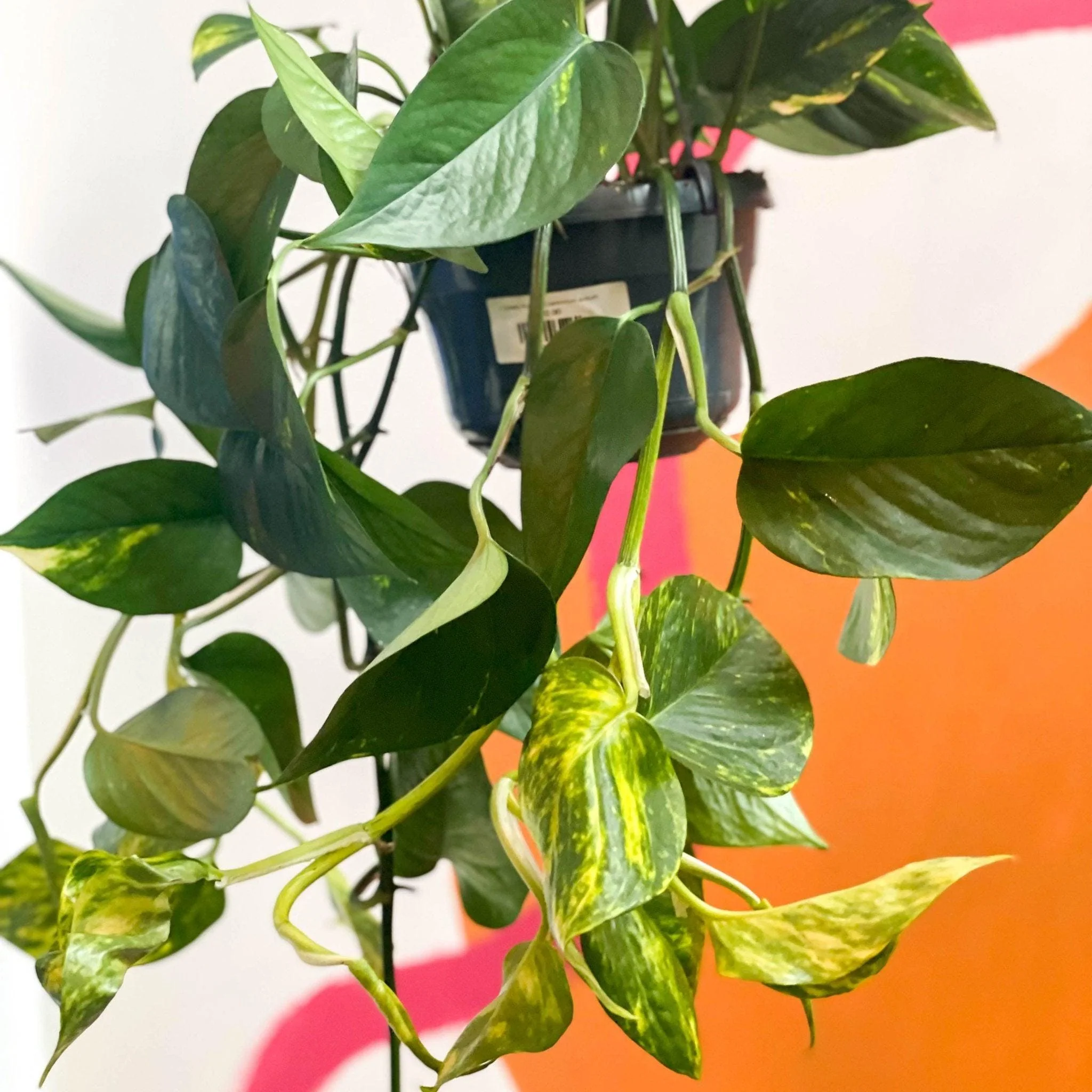 Epipremnum aureum - Golden Pothos - Image 5