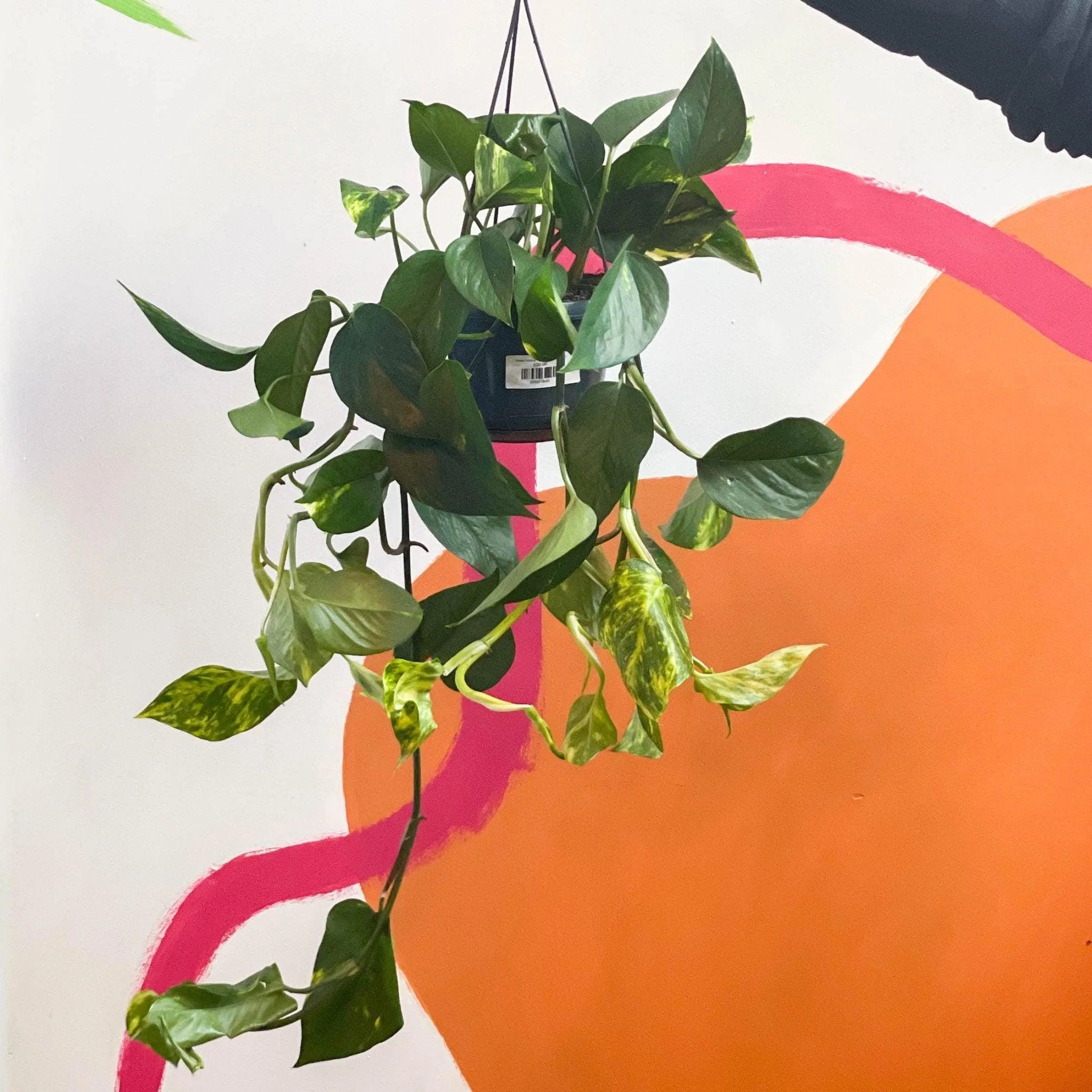 Epipremnum aureum - Golden Pothos - Image 6