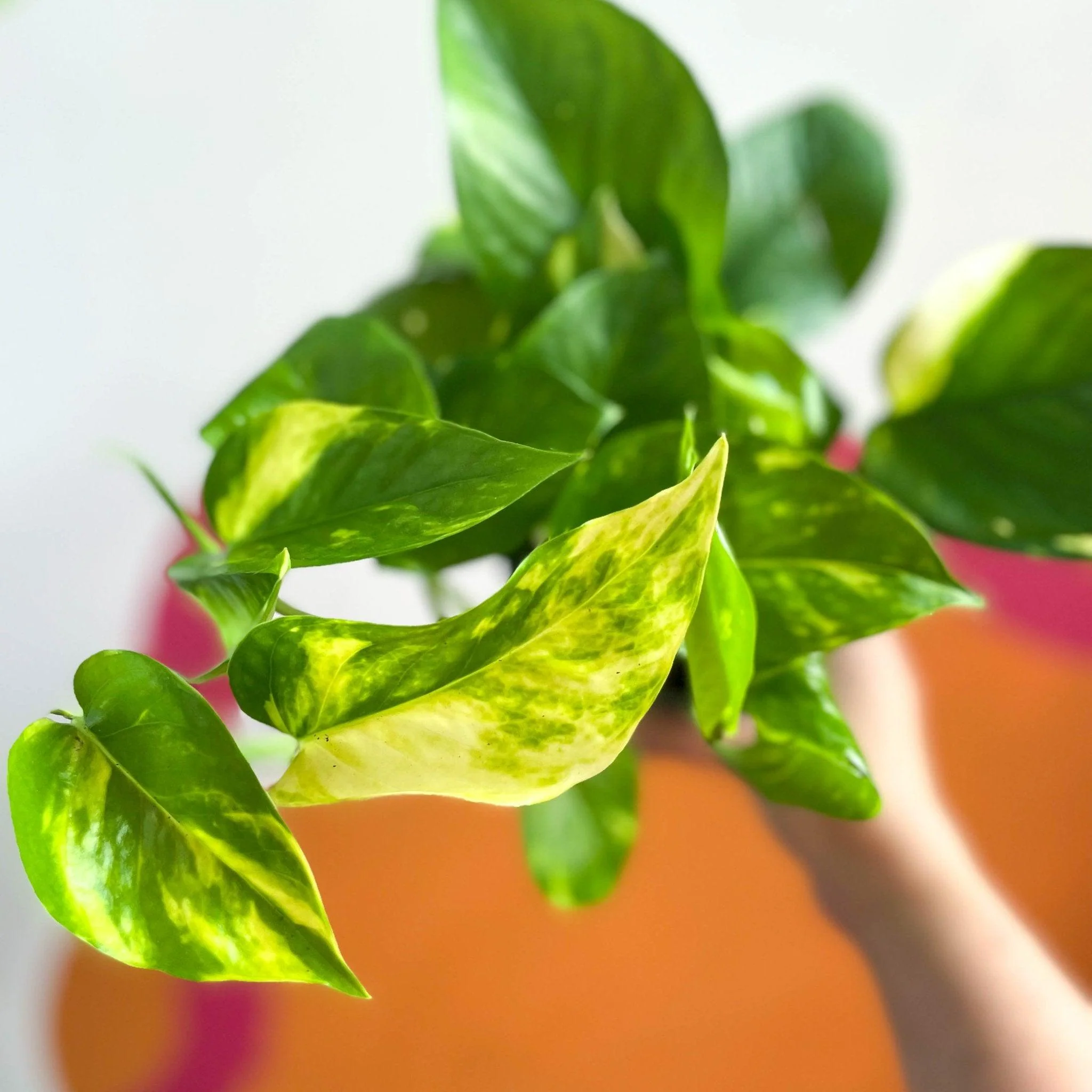 Epipremnum aureum - Golden Pothos - Image 7