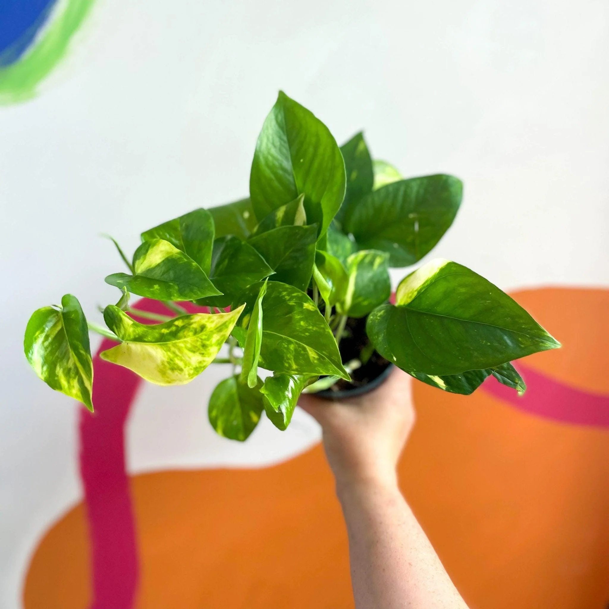 Epipremnum aureum - Golden Pothos - Image 8