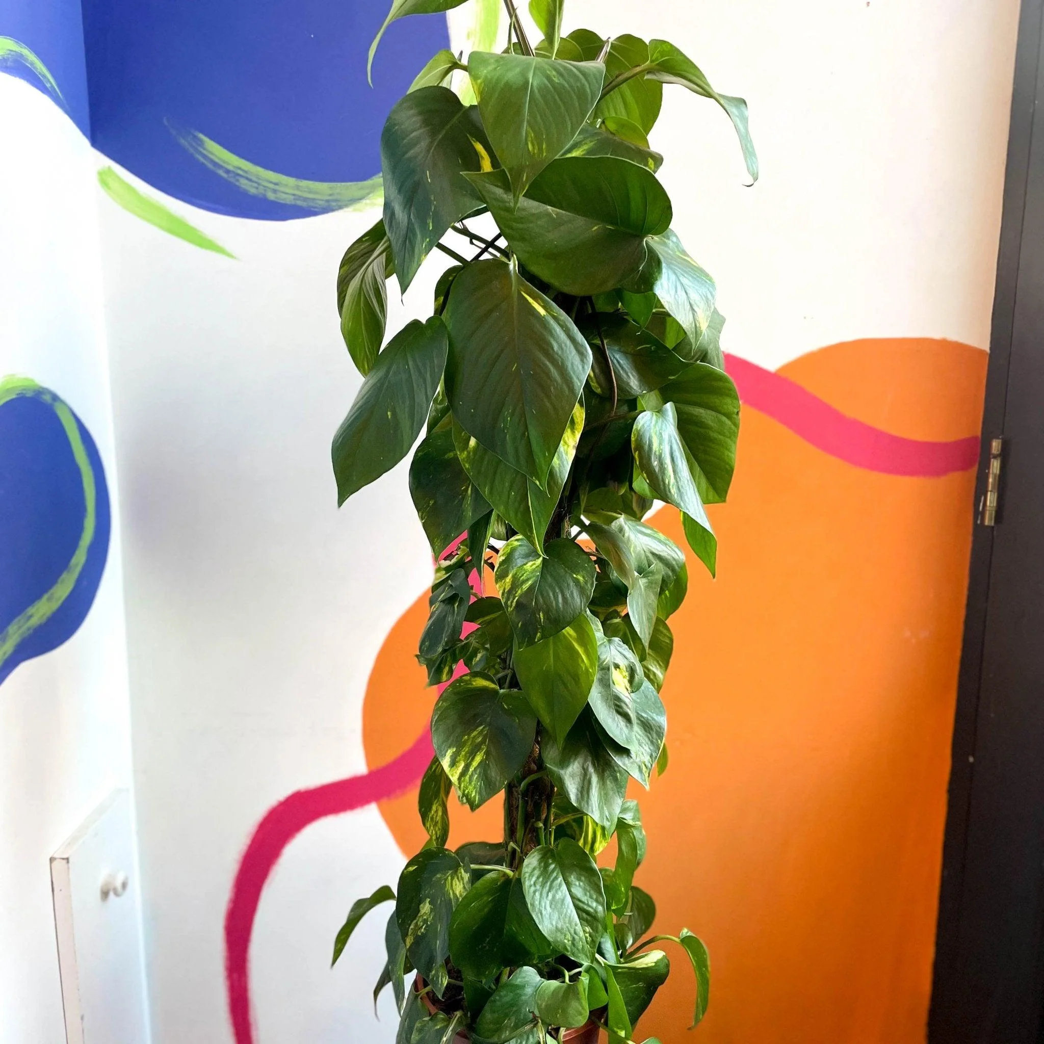 Epipremnum aureum - Golden Pothos - Image 9