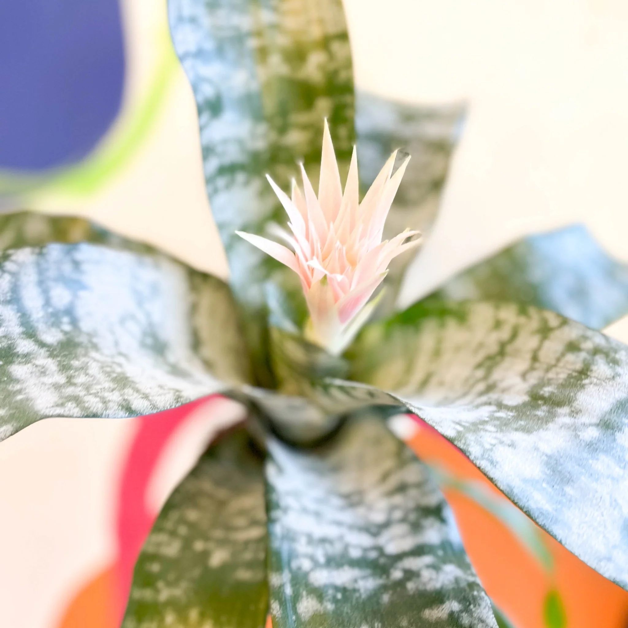 Aechmea fasciata ‘Primera’ - Pink Bromeliad - Image 4