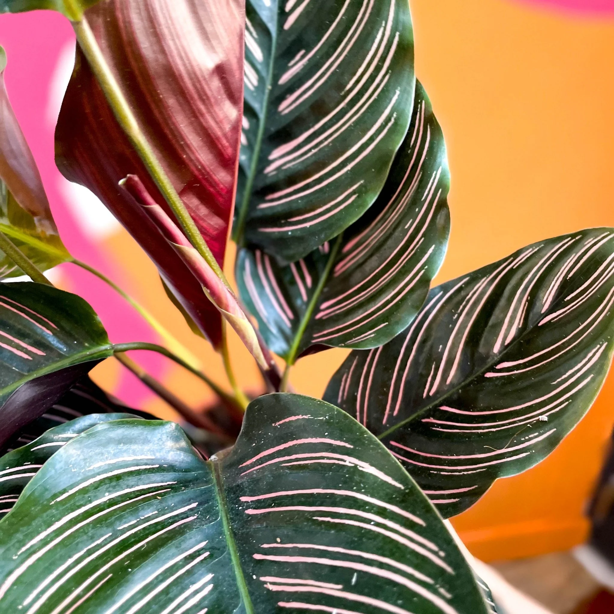 Calathea ornata ‘Sanderiana’ - Pink Pinstripe - Image 3