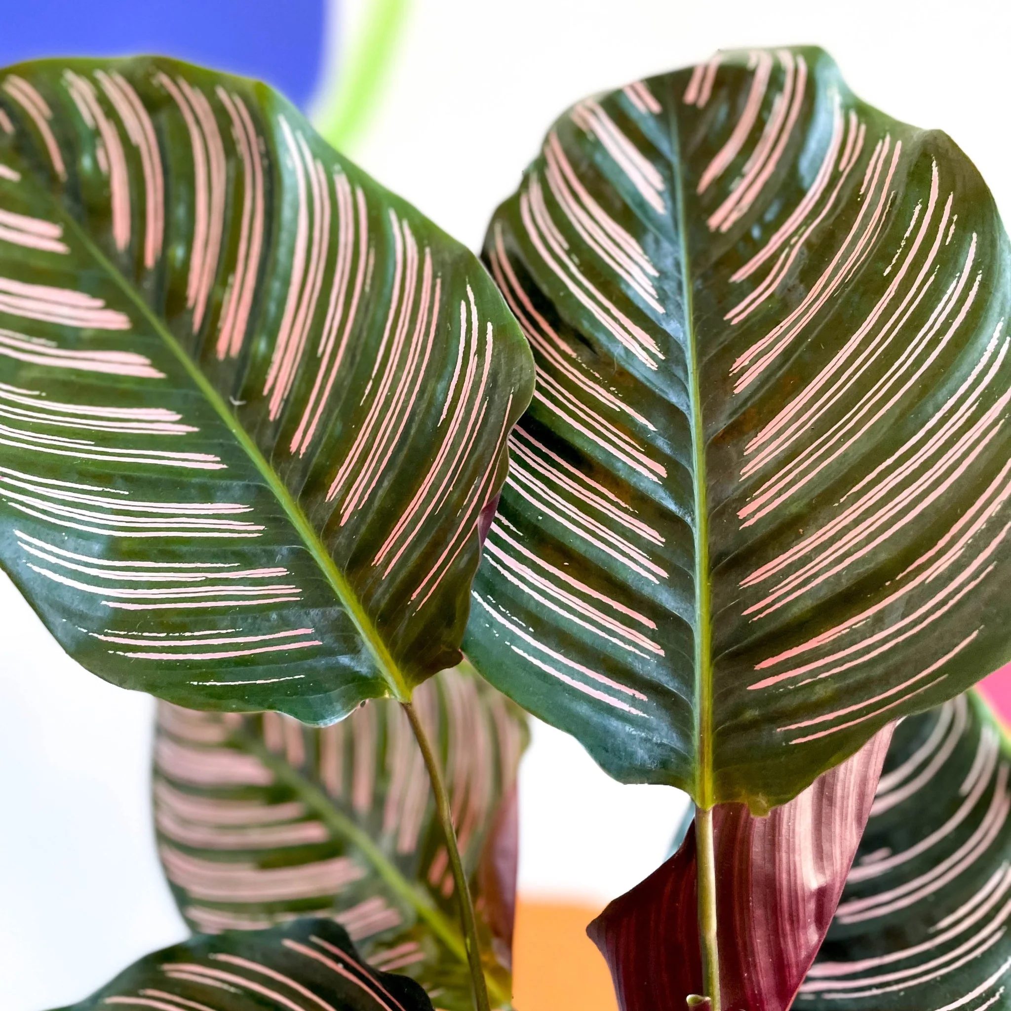 Calathea ornata ‘Sanderiana’ - Pink Pinstripe - Image 4
