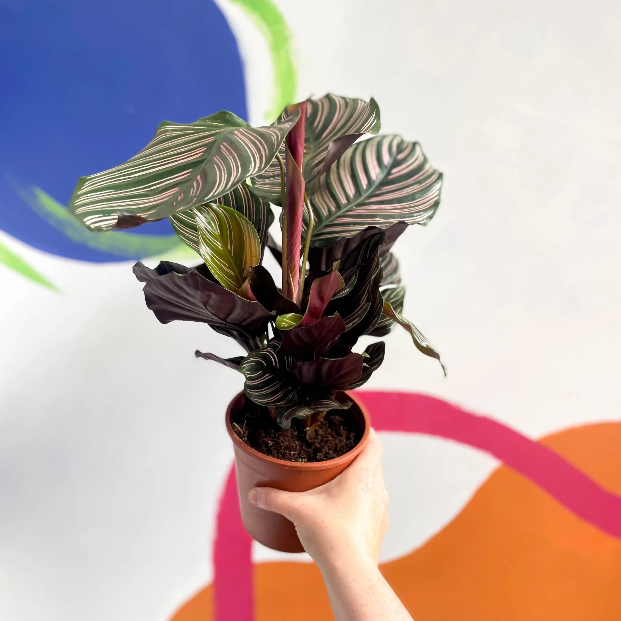 Calathea ornata ‘Sanderiana’ - Pink Pinstripe - Image 5