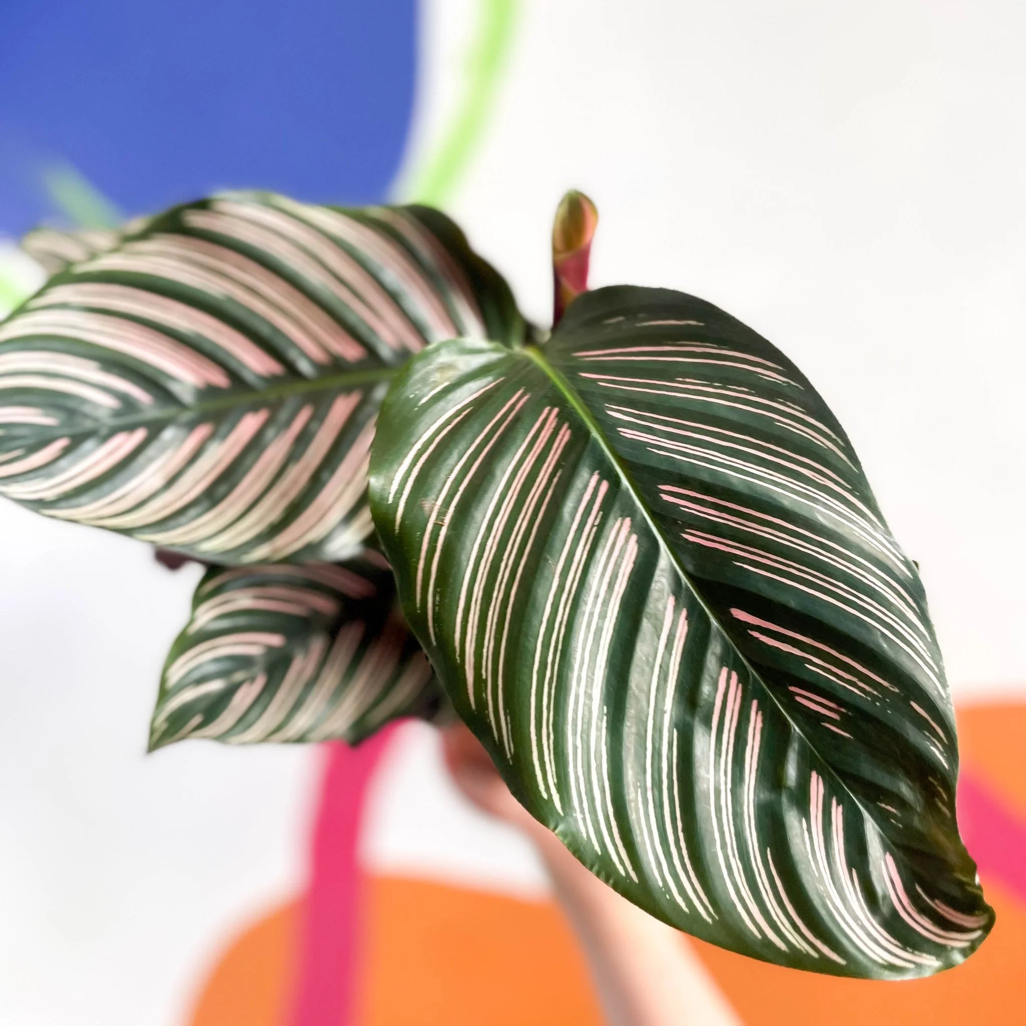 Calathea ornata ‘Sanderiana’ - Pink Pinstripe - Image 6