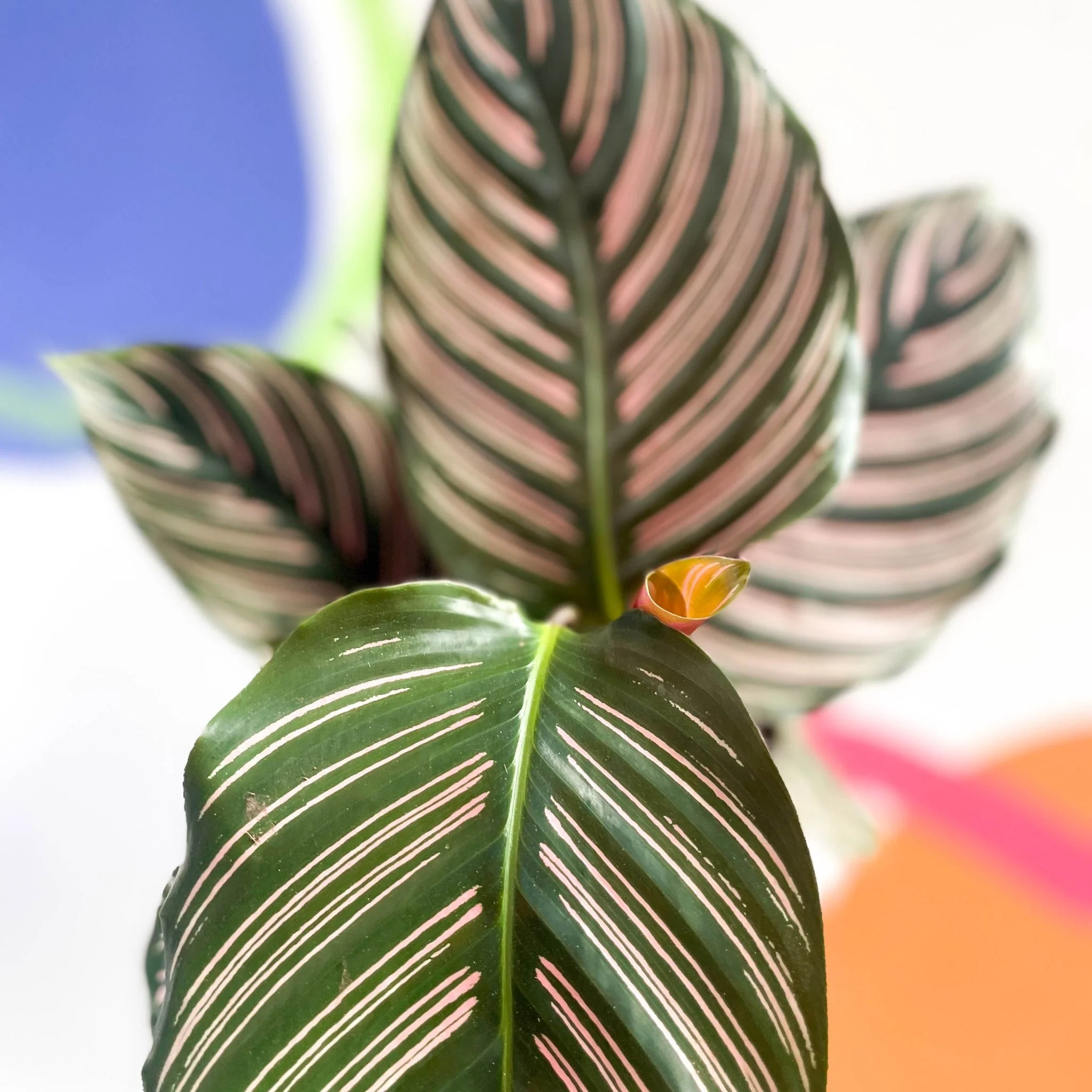 Calathea ornata ‘Sanderiana’ - Pink Pinstripe - Image 7