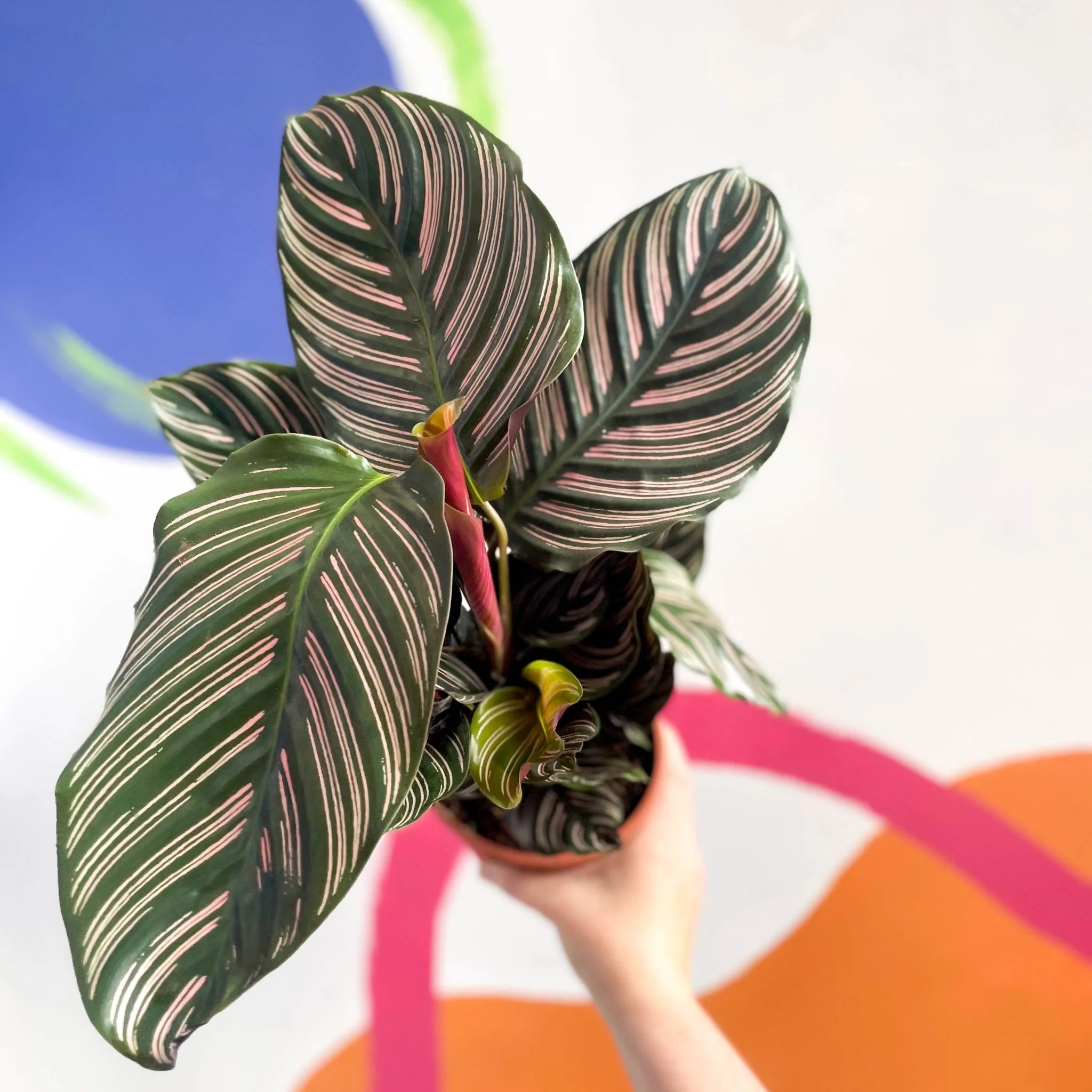 Calathea ornata ‘Sanderiana’ - Pink Pinstripe - Image 8