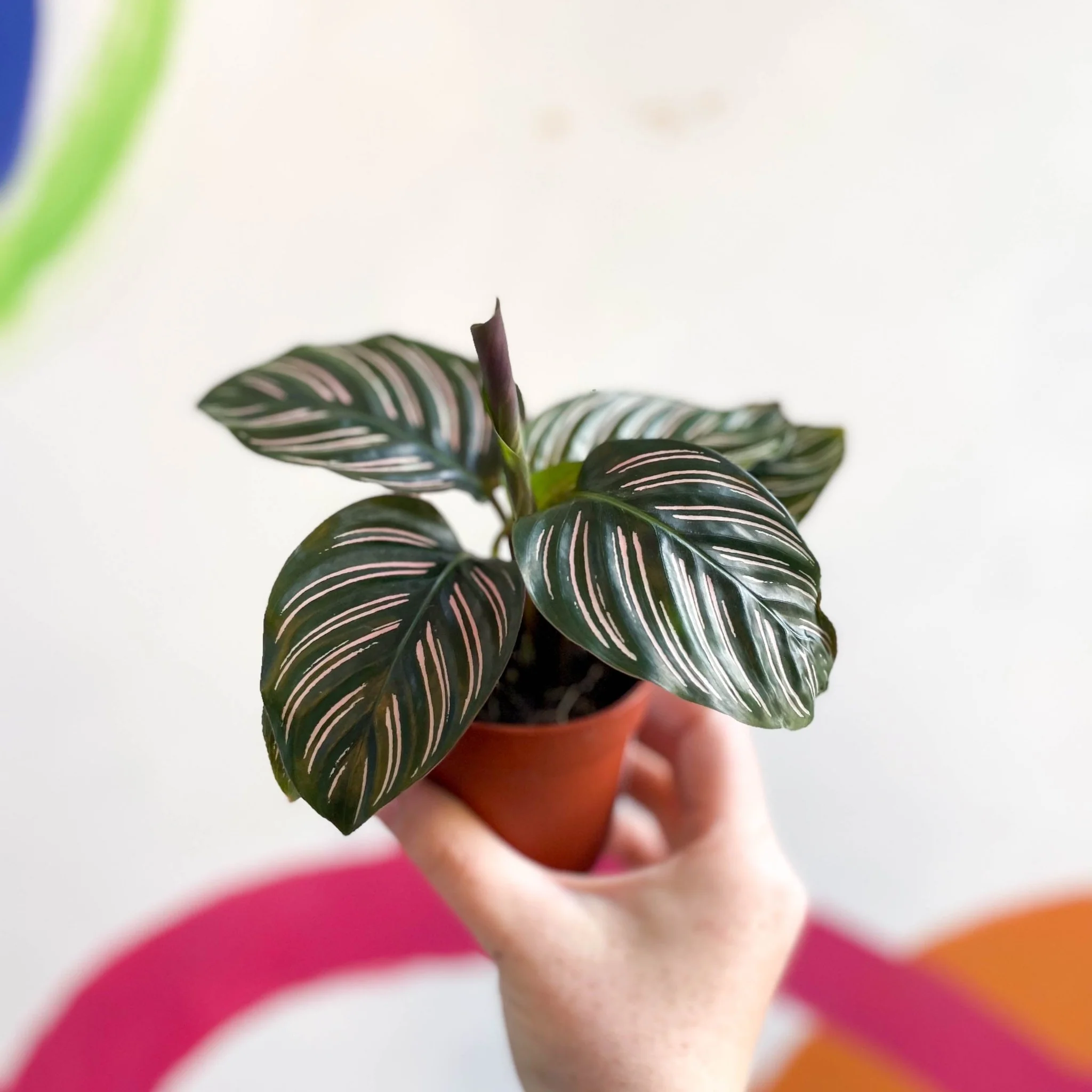 Calathea ornata ‘Sanderiana’ - Pink Pinstripe - Image 9
