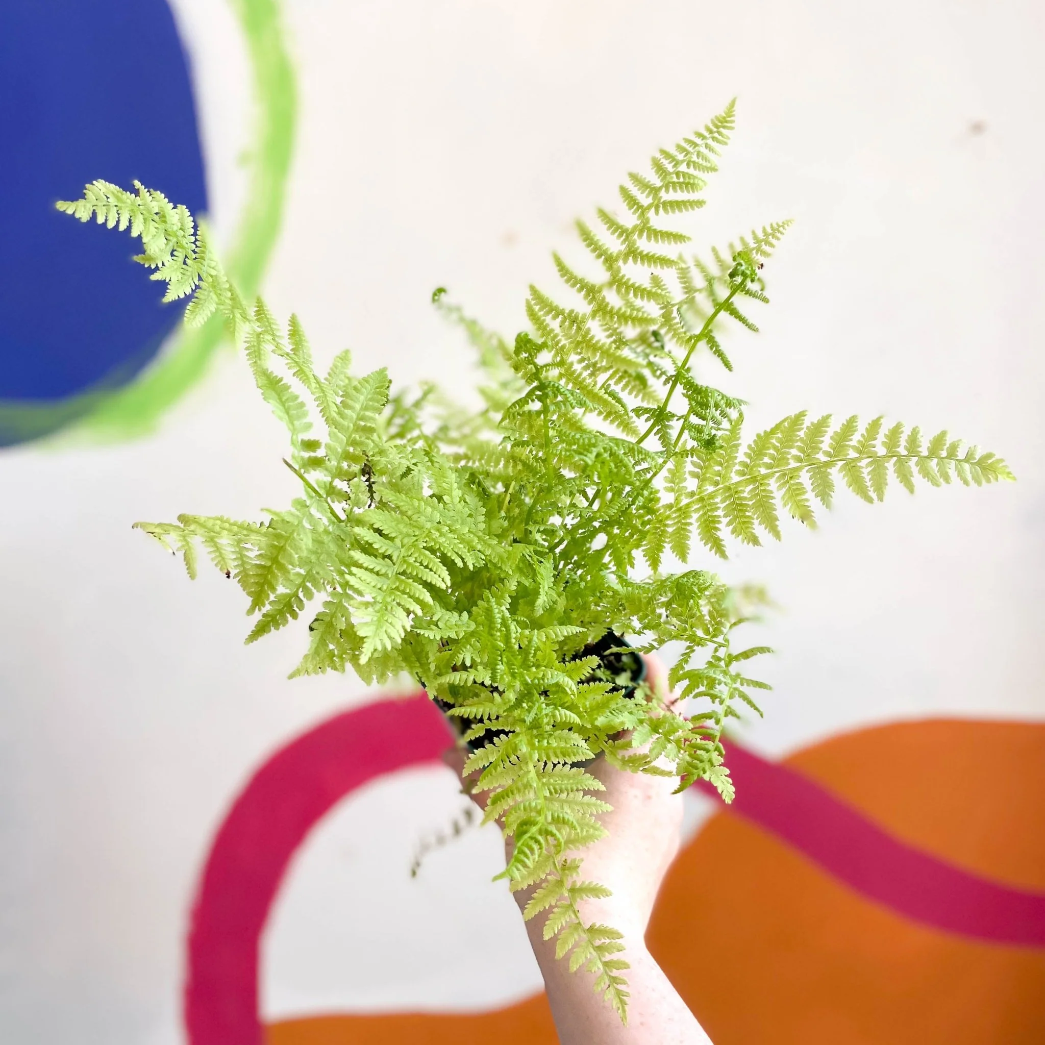 Athyrium filix-femina - Lady Fern - Cotswold Grown Fern