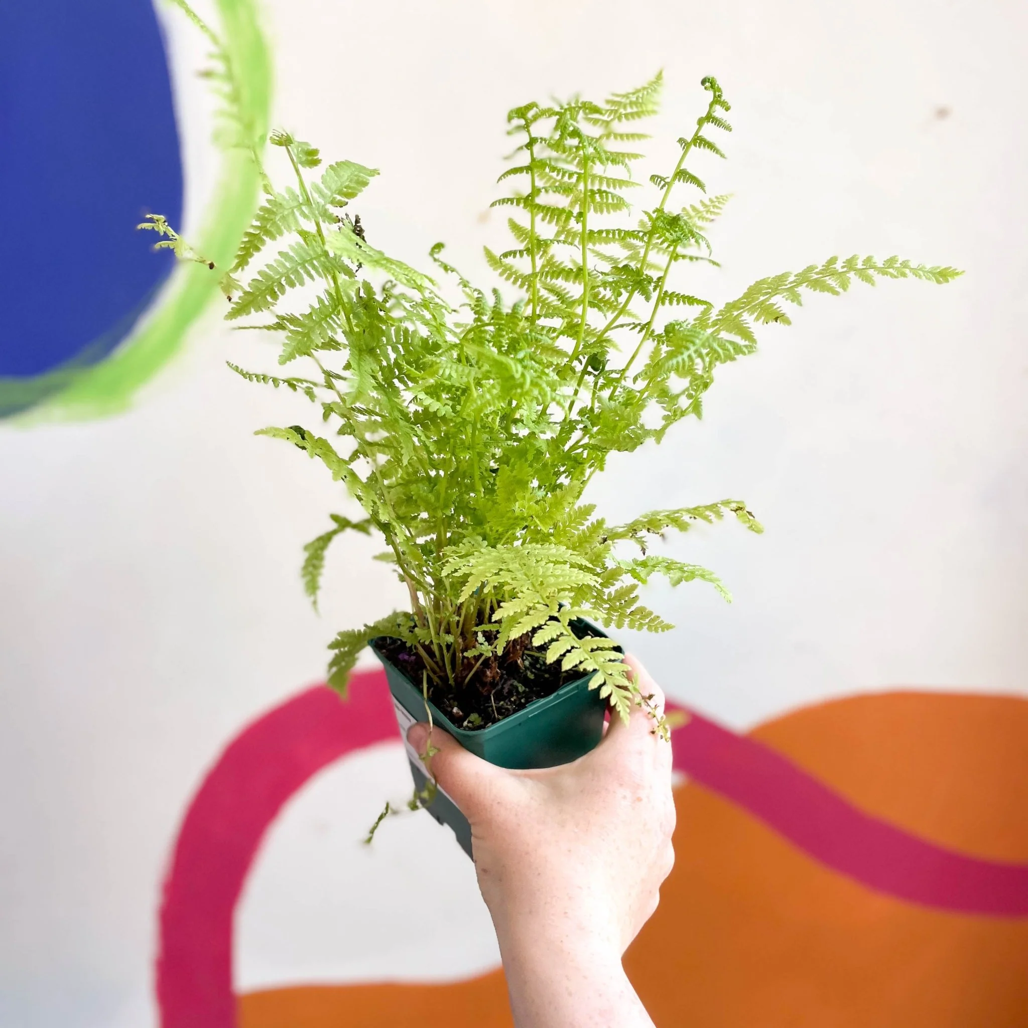 Athyrium filix-femina - Lady Fern - Cotswold Grown Fern - Image 2
