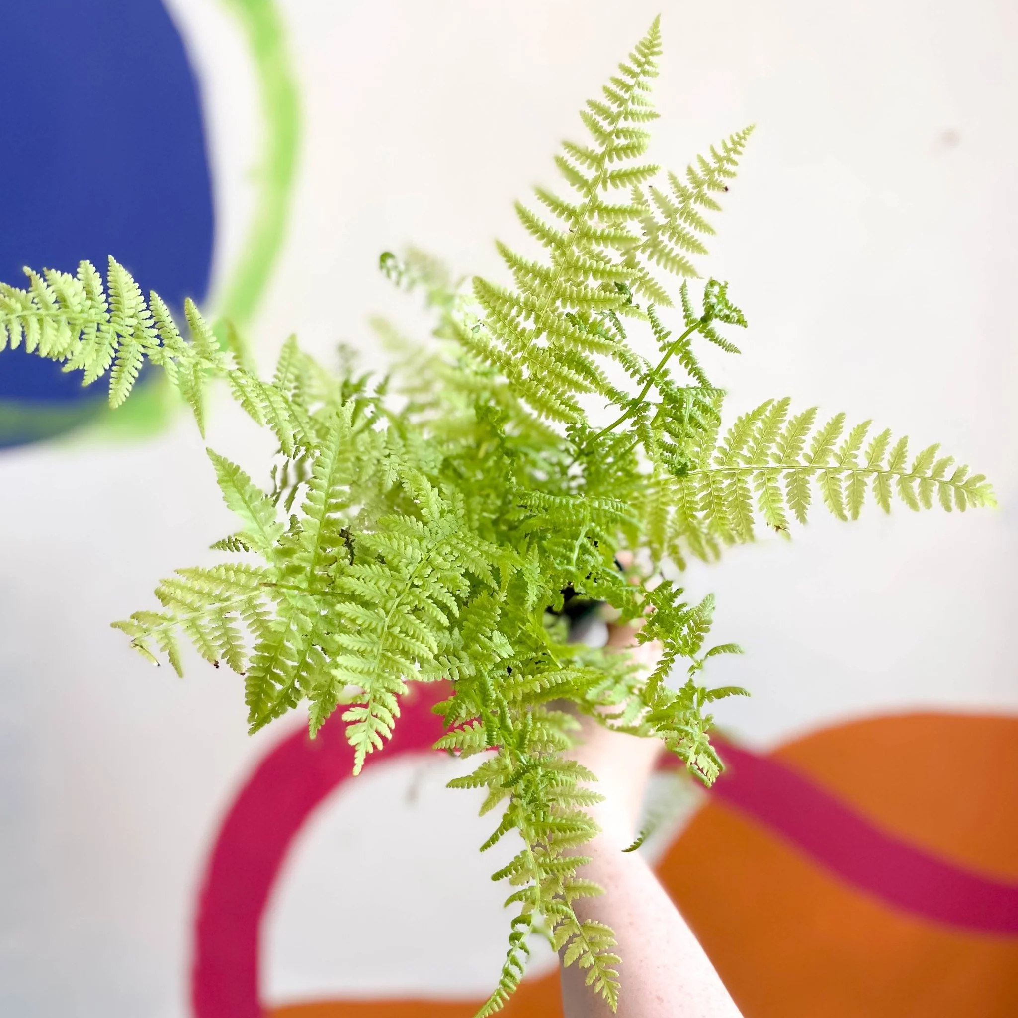 Athyrium filix-femina - Lady Fern - Cotswold Grown Fern - Image 3