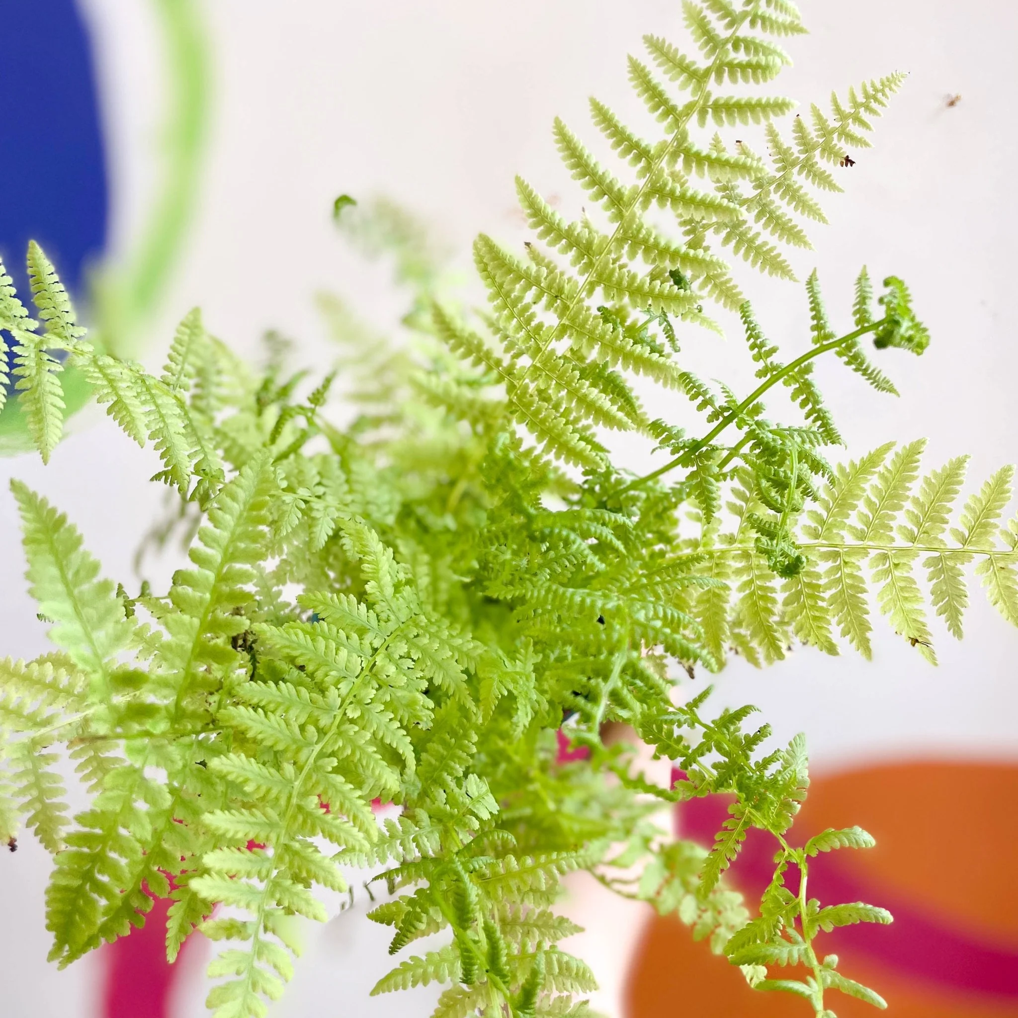 Athyrium filix-femina - Lady Fern - Cotswold Grown Fern - Image 4
