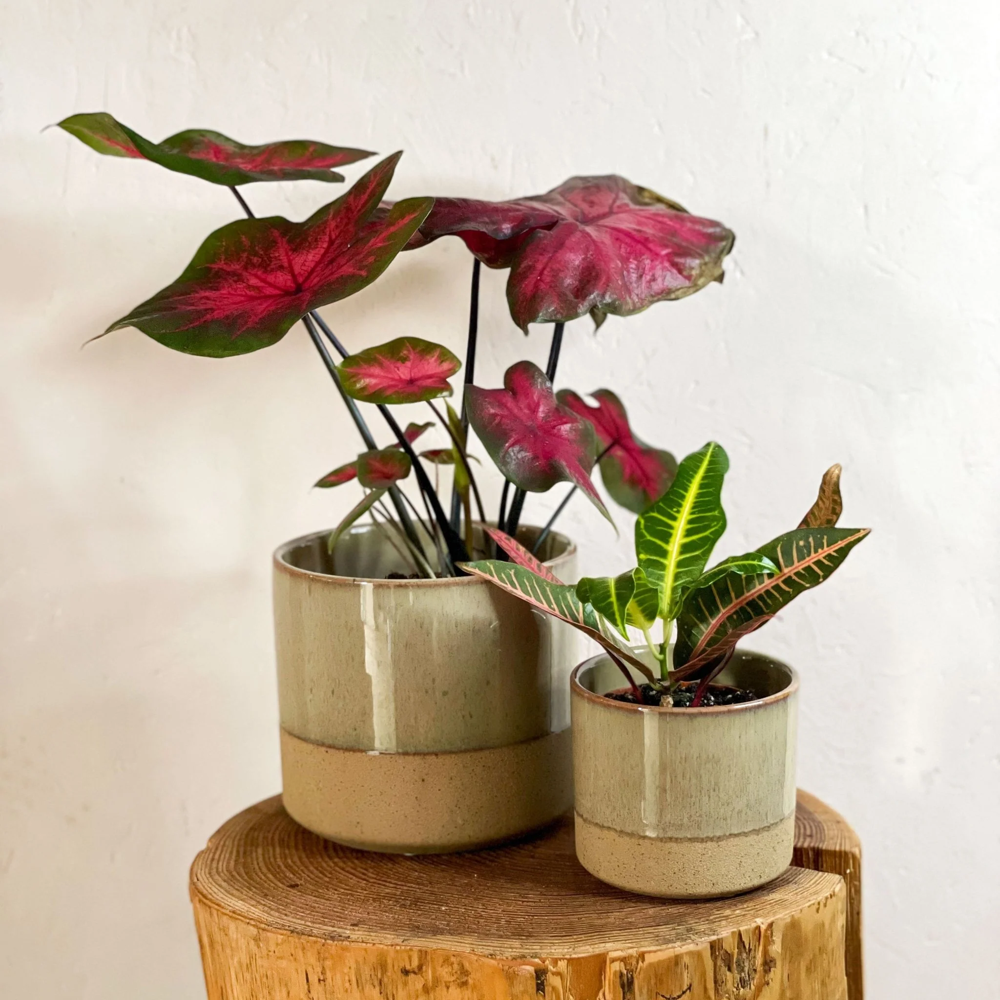 Two-tone Split Glaze Lago Planter