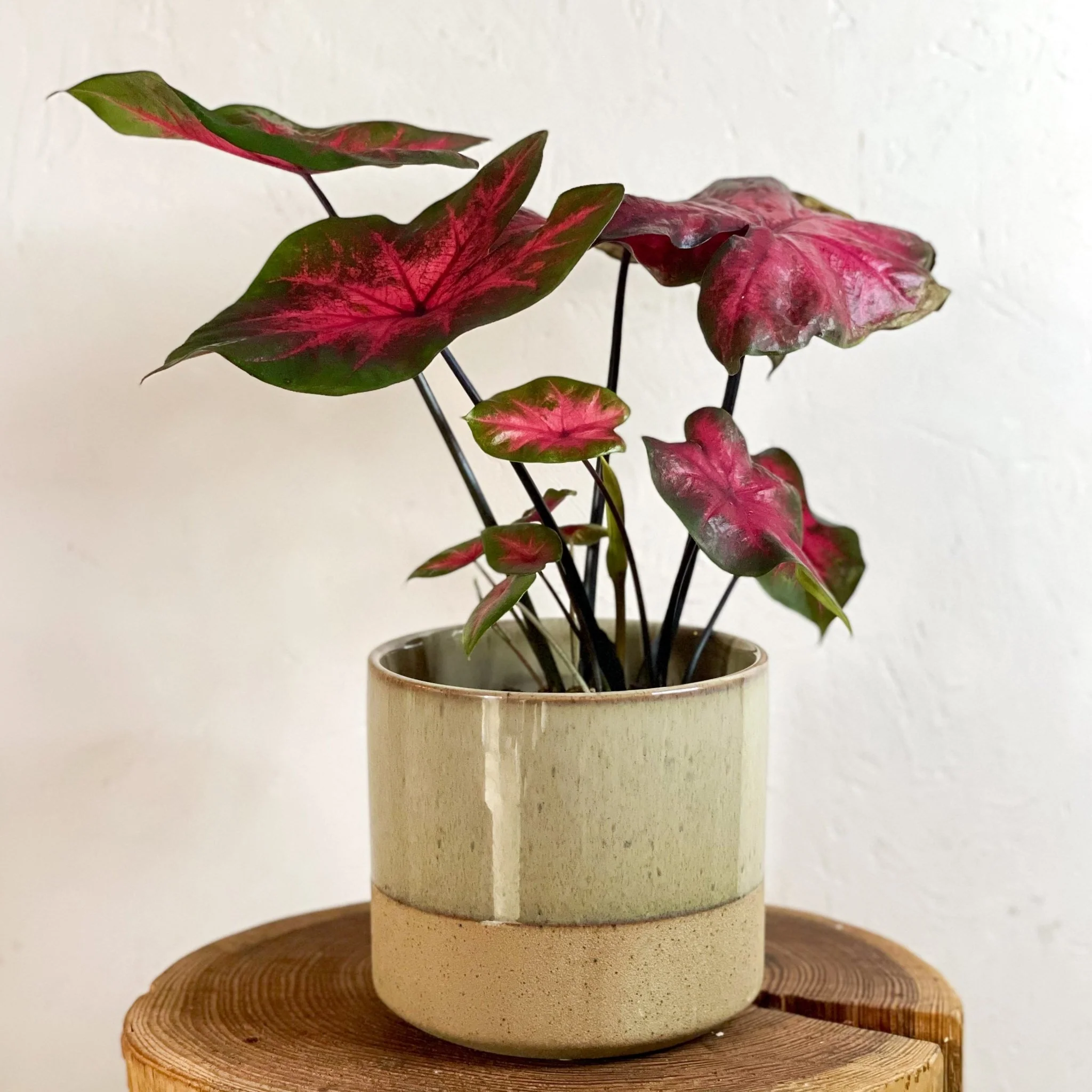 Two-tone Split Glaze Lago Planter - Image 3