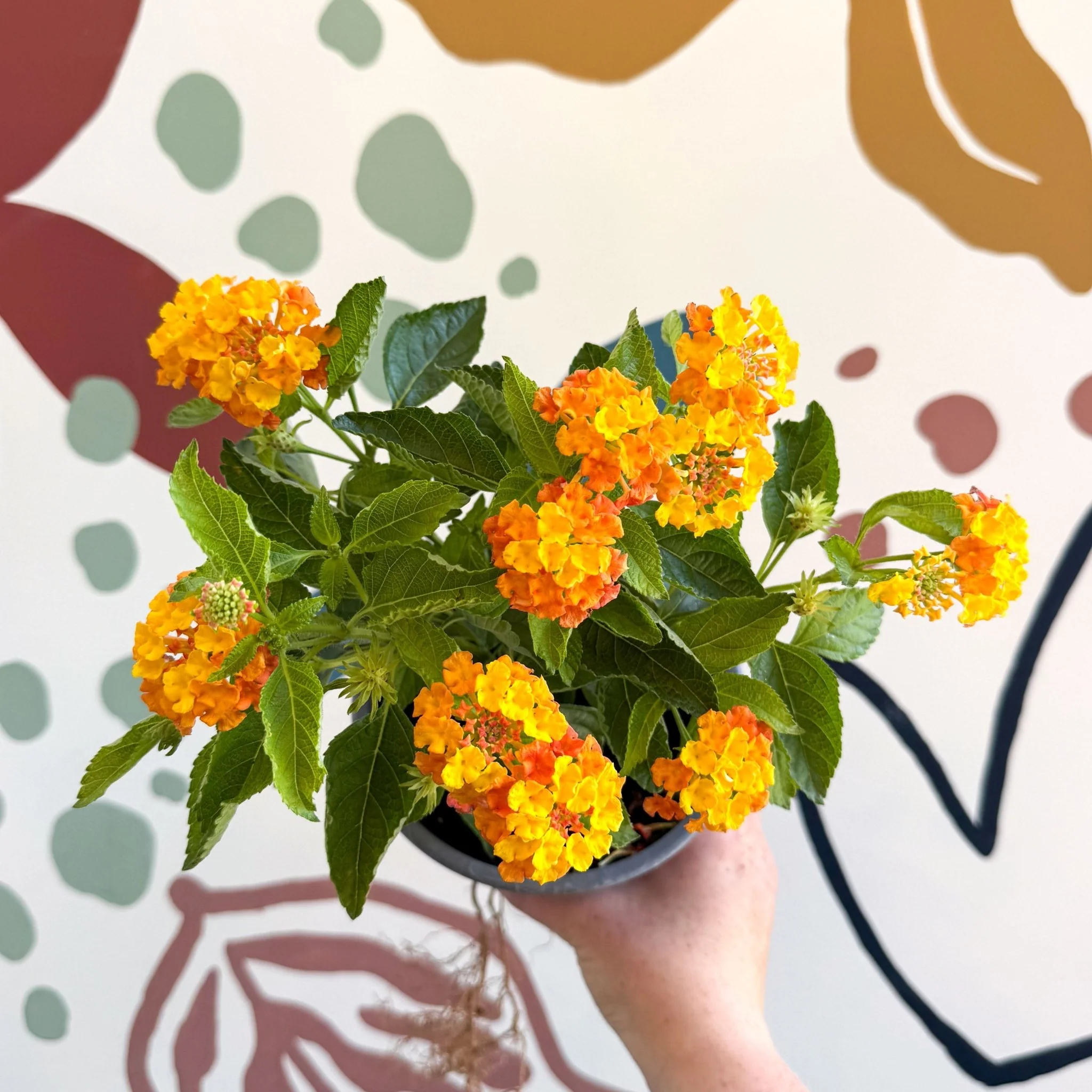 Lantana camara ‘Bandana Orange Sunrise’ - Shrub Verbena - British Grown