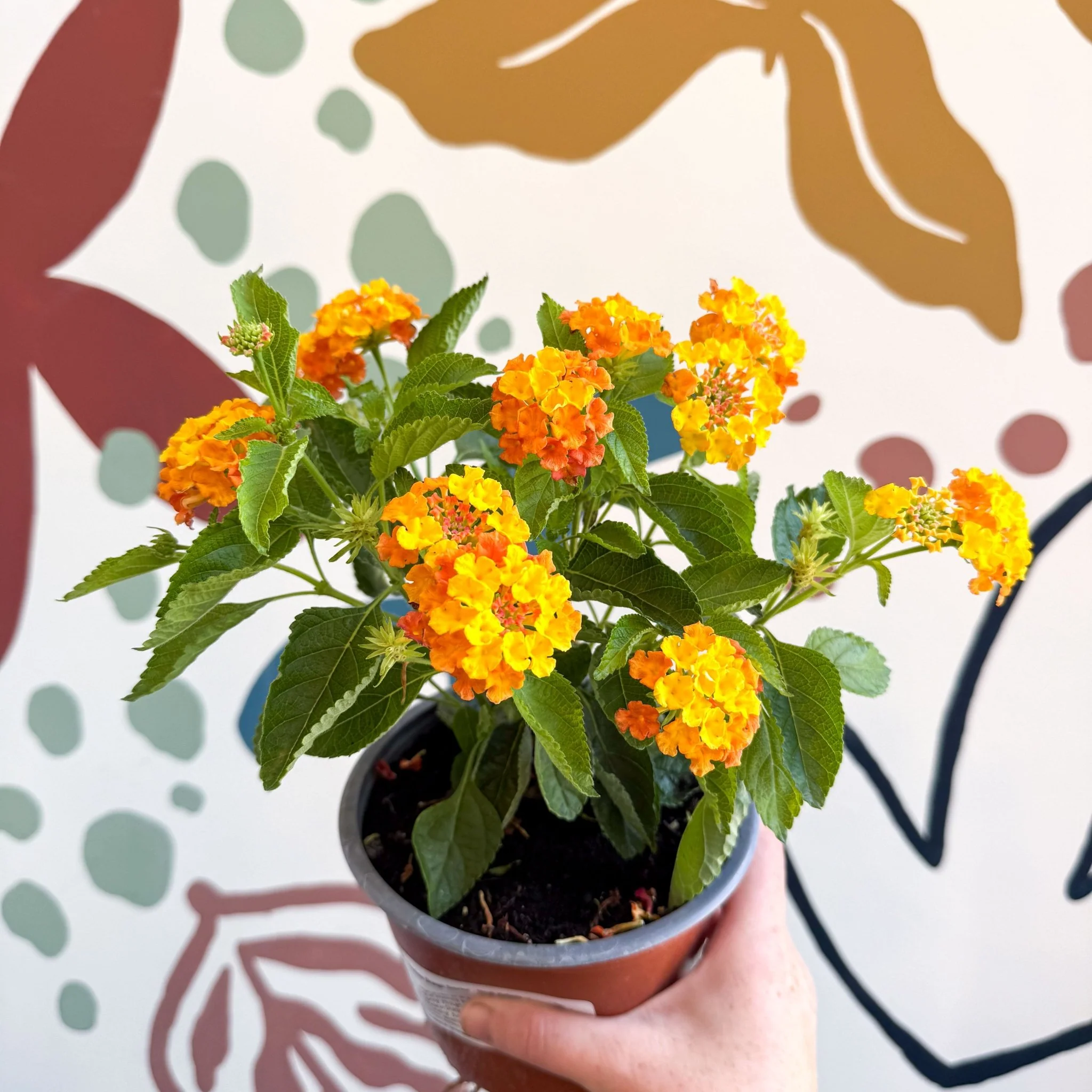 Lantana camara ‘Bandana Orange Sunrise’ - Shrub Verbena - British Grown - Image 10