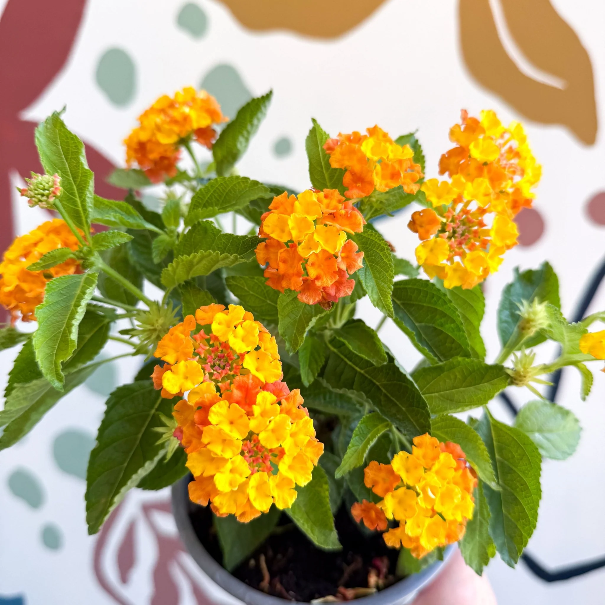 Lantana camara ‘Bandana Orange Sunrise’ - Shrub Verbena - British Grown - Image 11