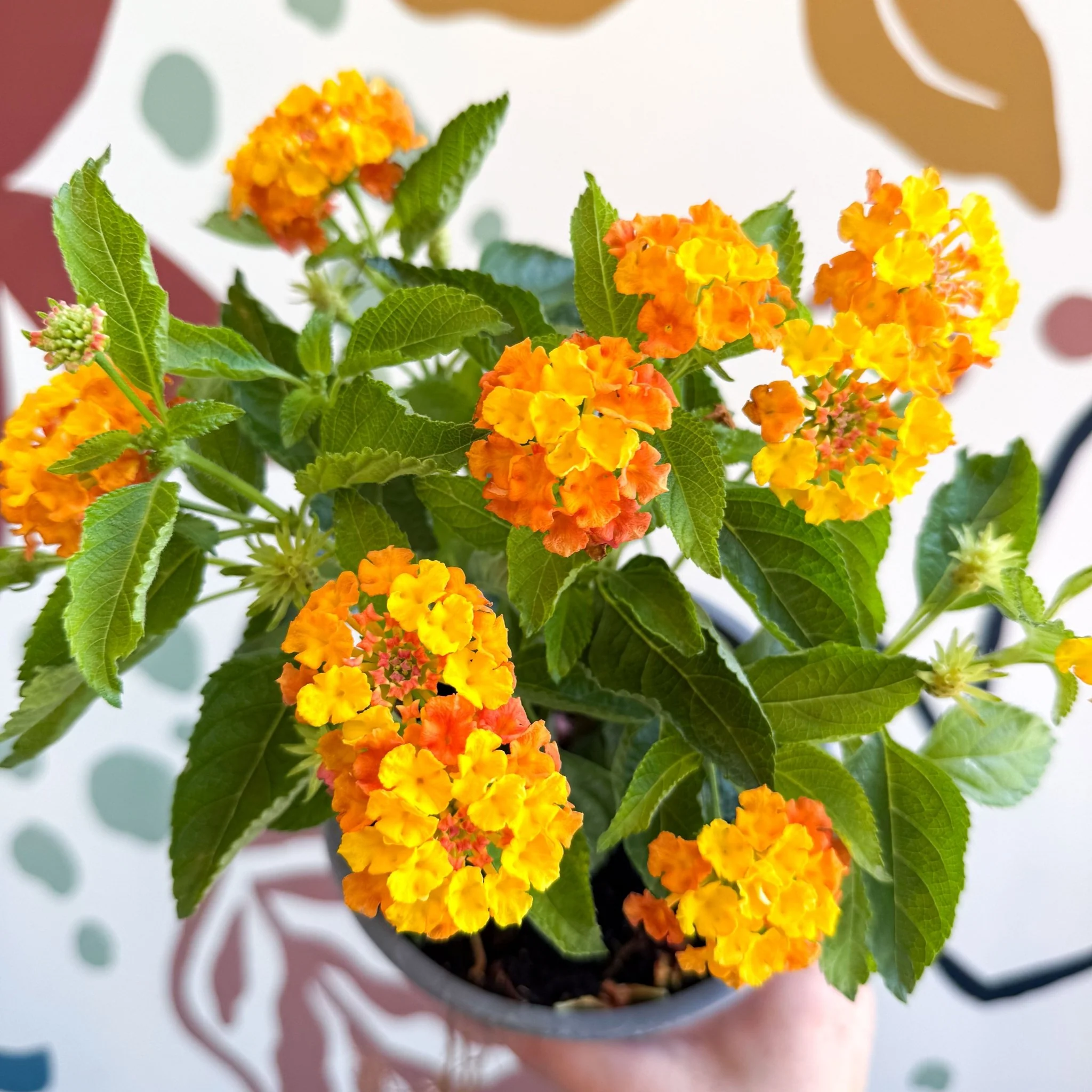 Lantana camara ‘Bandana Orange Sunrise’ - Shrub Verbena - British Grown - Image 12