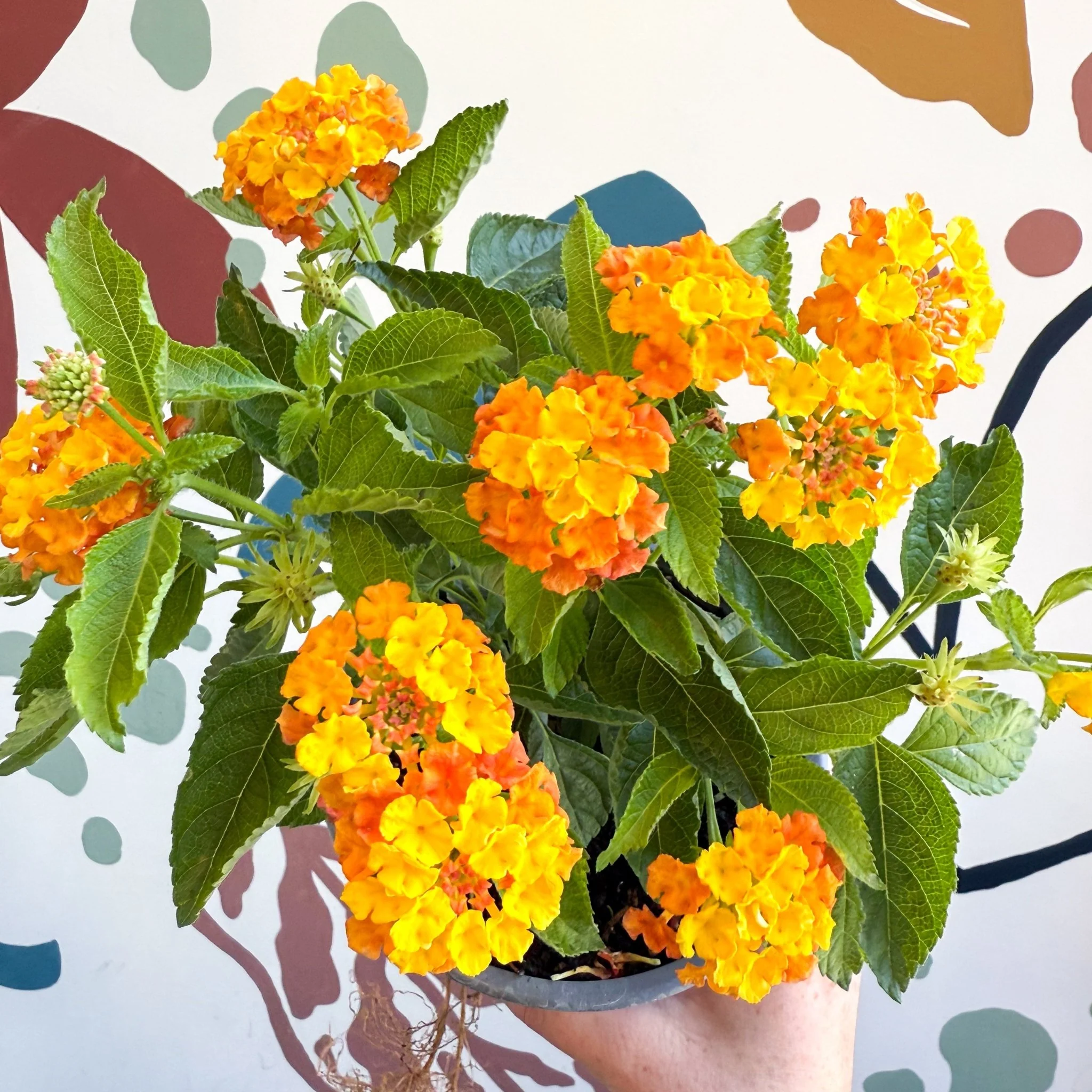 Lantana camara ‘Bandana Orange Sunrise’ - Shrub Verbena - British Grown - Image 13