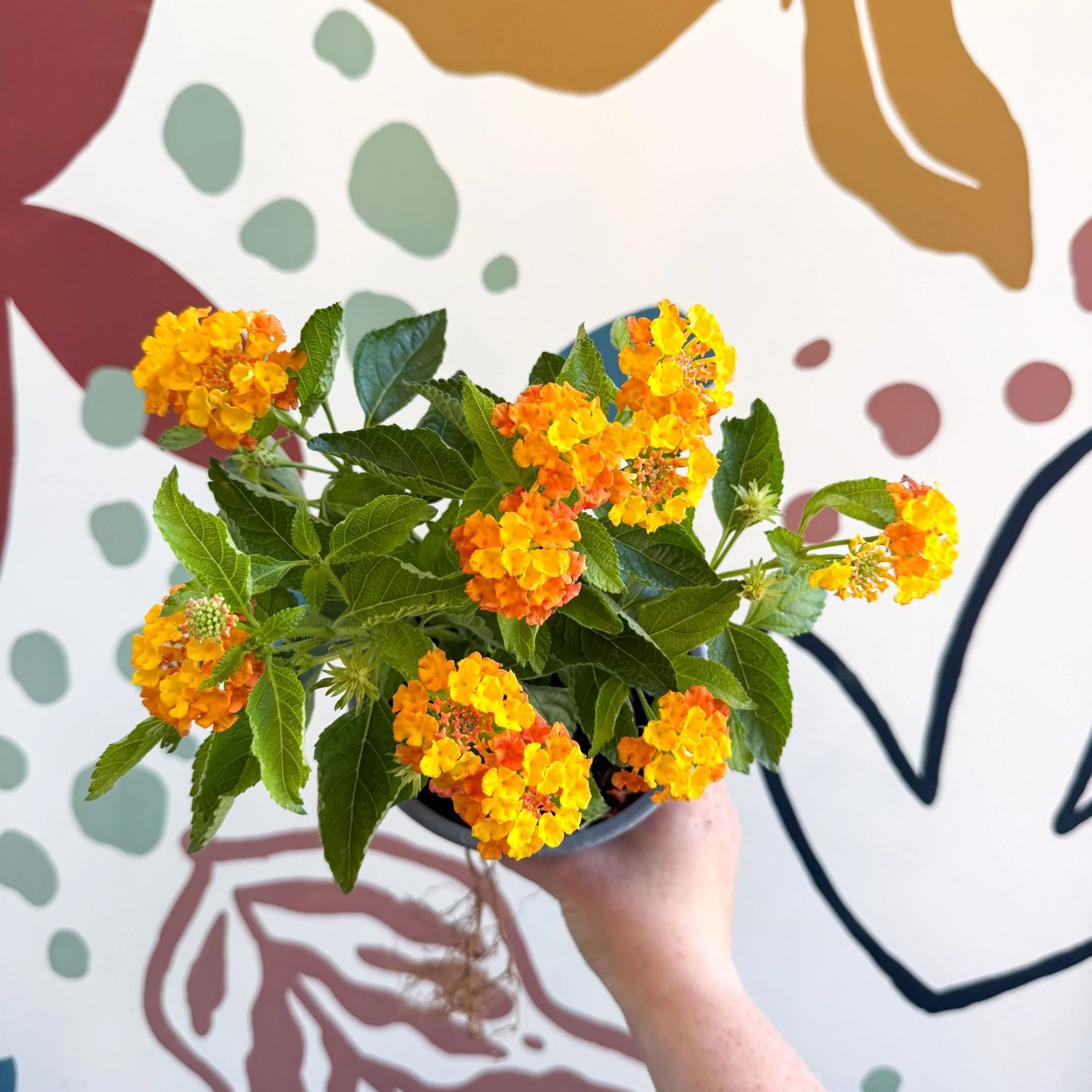 Lantana camara ‘Bandana Orange Sunrise’ - Shrub Verbena - British Grown - Image 2