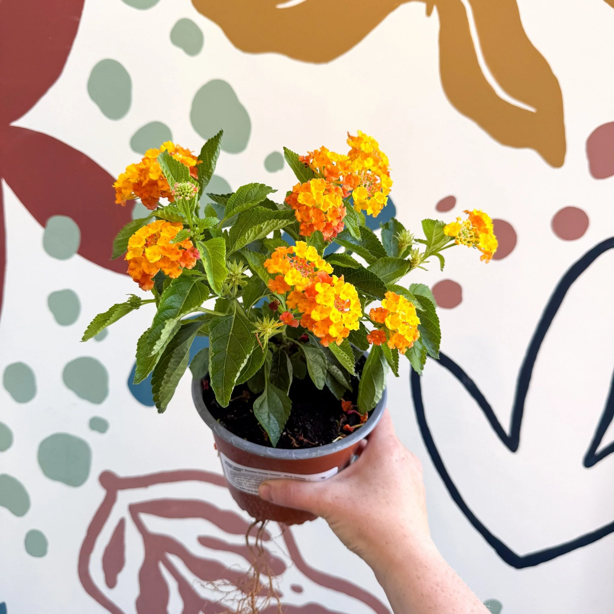 Lantana camara ‘Bandana Orange Sunrise’ - Shrub Verbena - British Grown - Image 3