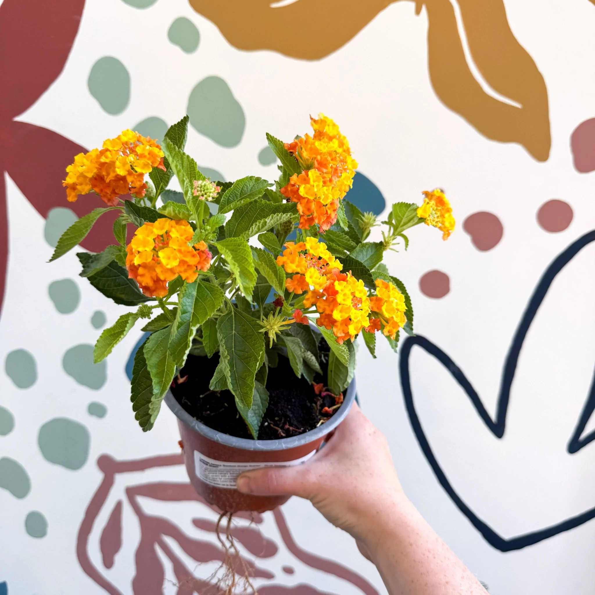 Lantana camara ‘Bandana Orange Sunrise’ - Shrub Verbena - British Grown - Image 4