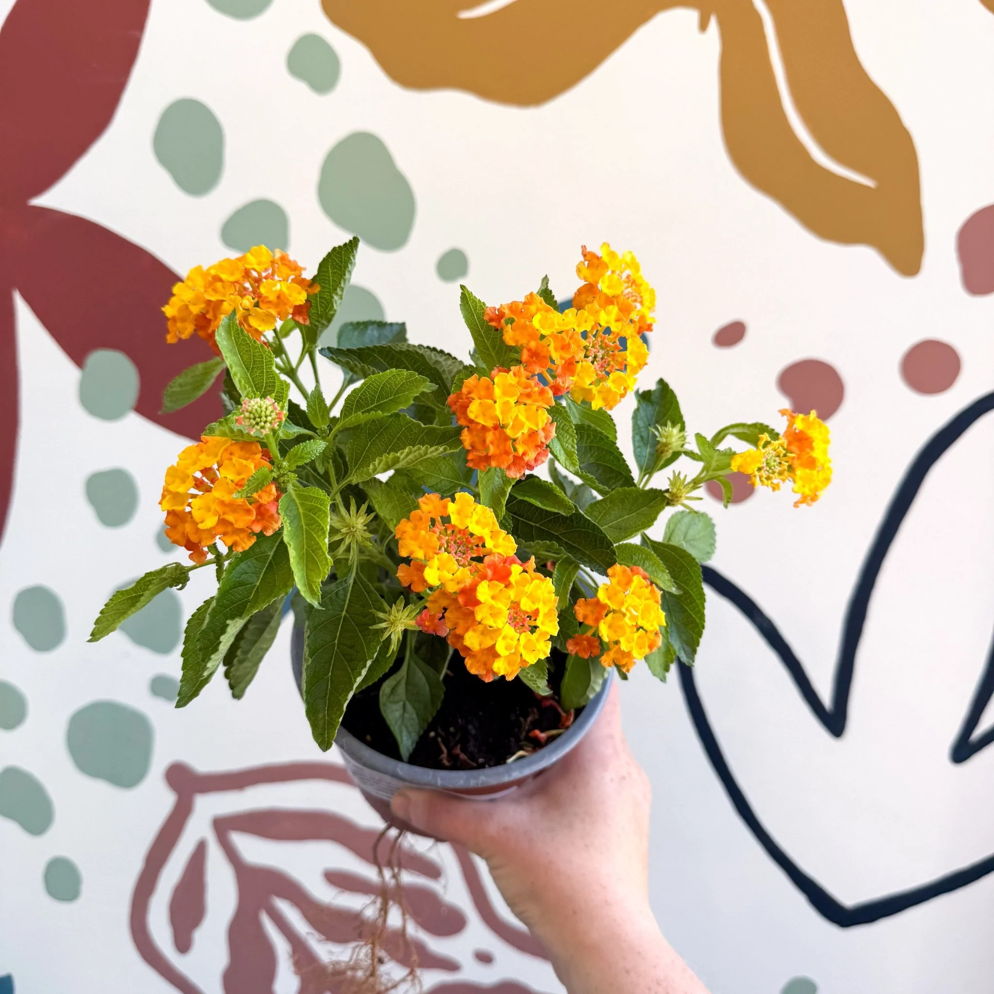 Lantana camara ‘Bandana Orange Sunrise’ - Shrub Verbena - British Grown - Image 5