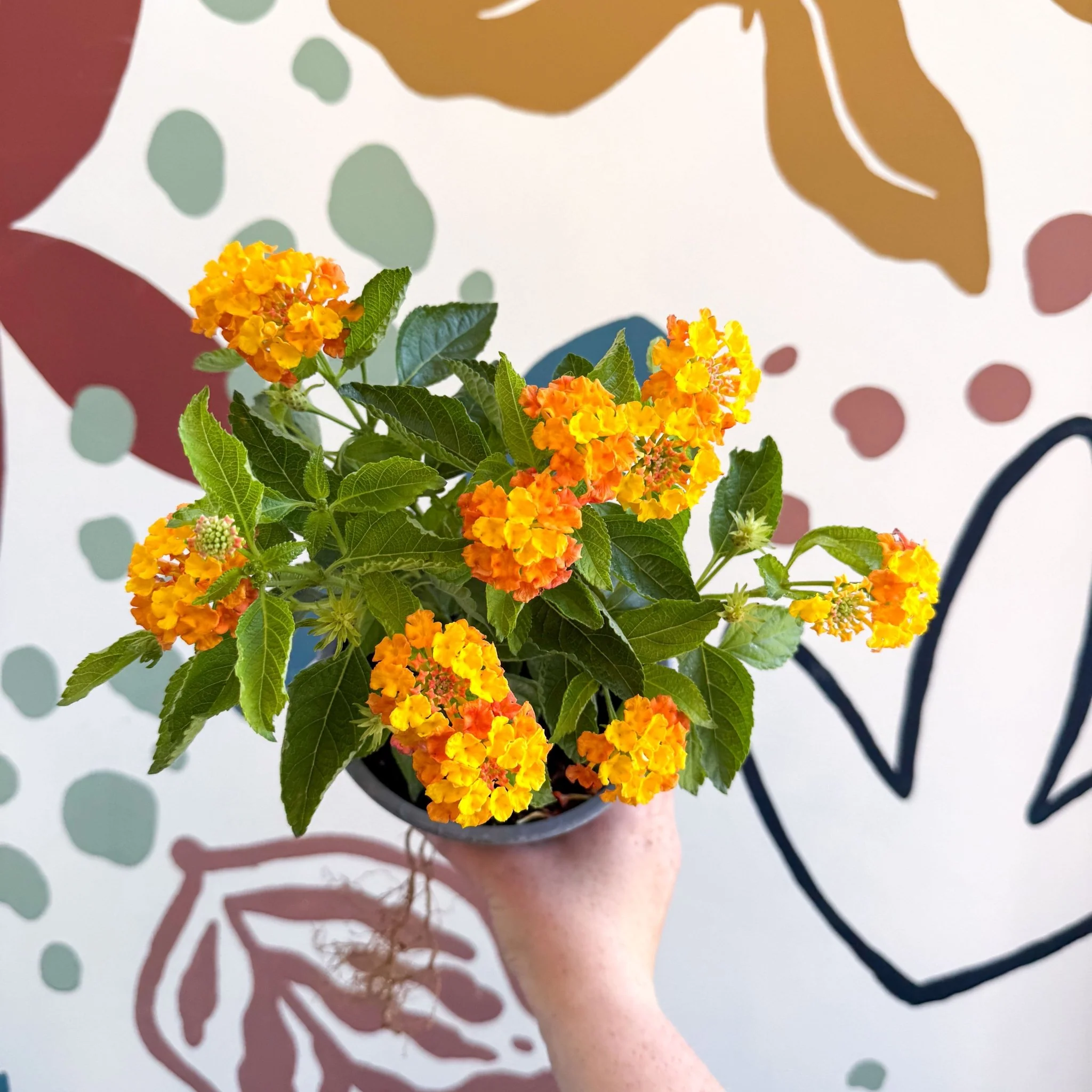 Lantana camara ‘Bandana Orange Sunrise’ - Shrub Verbena - British Grown - Image 6