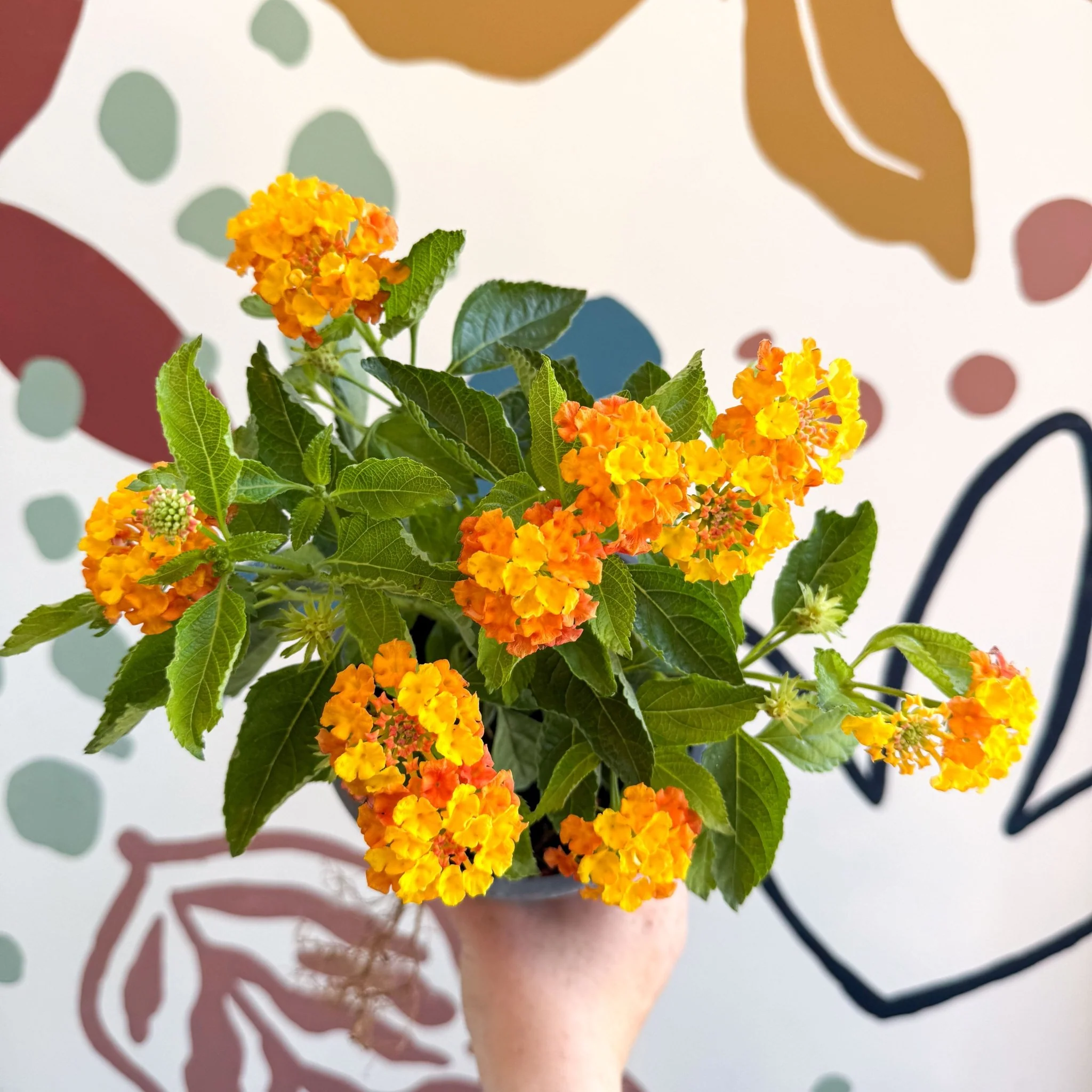 Lantana camara ‘Bandana Orange Sunrise’ - Shrub Verbena - British Grown - Image 7