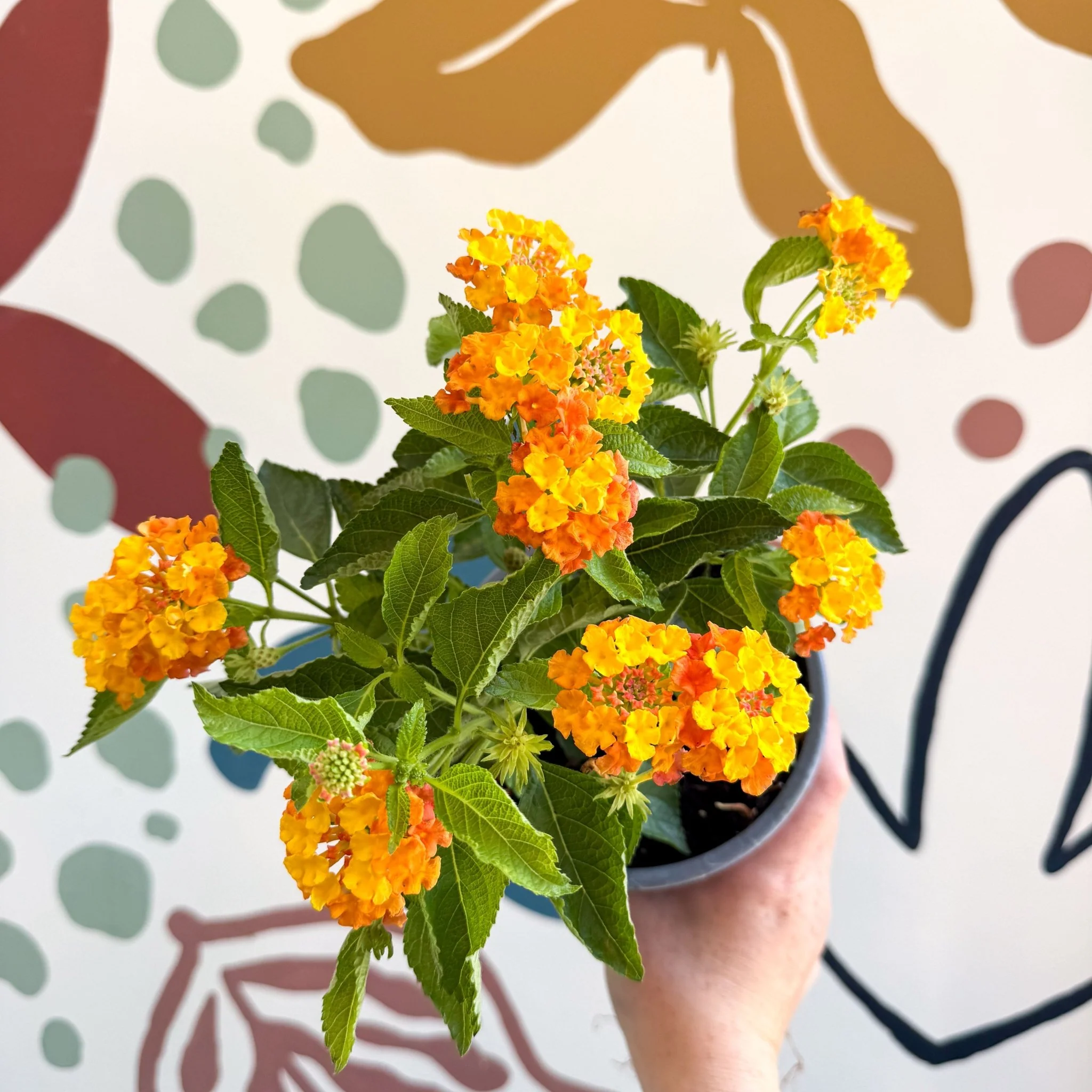 Lantana camara ‘Bandana Orange Sunrise’ - Shrub Verbena - British Grown - Image 8