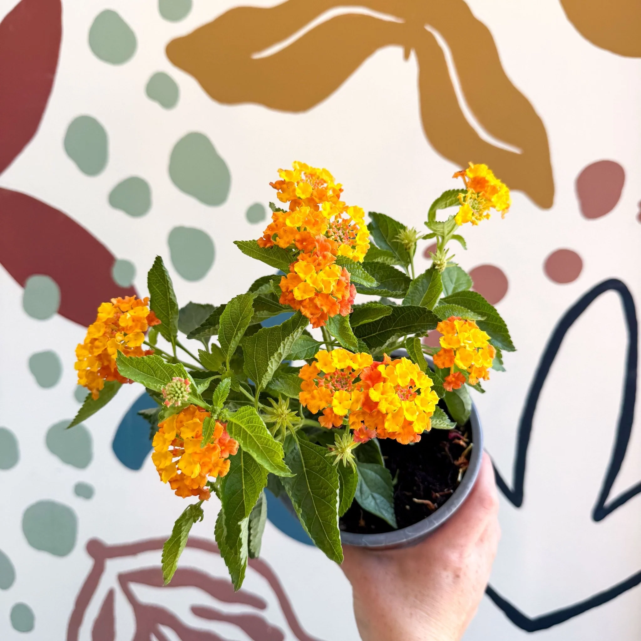 Lantana camara ‘Bandana Orange Sunrise’ - Shrub Verbena - British Grown - Image 9