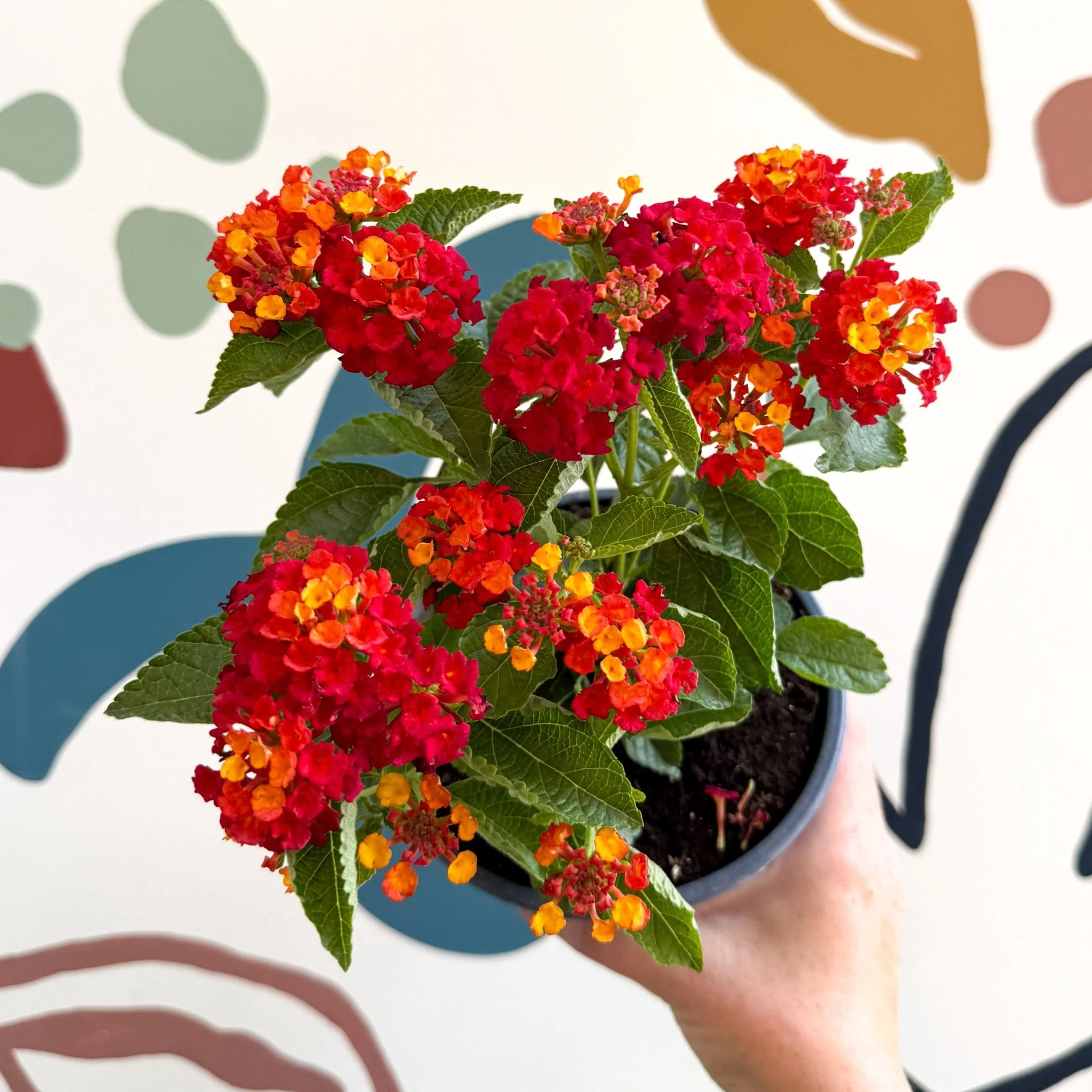 Lantana camara ‘Bandana Red’ - Shrub Verbena - British Grown