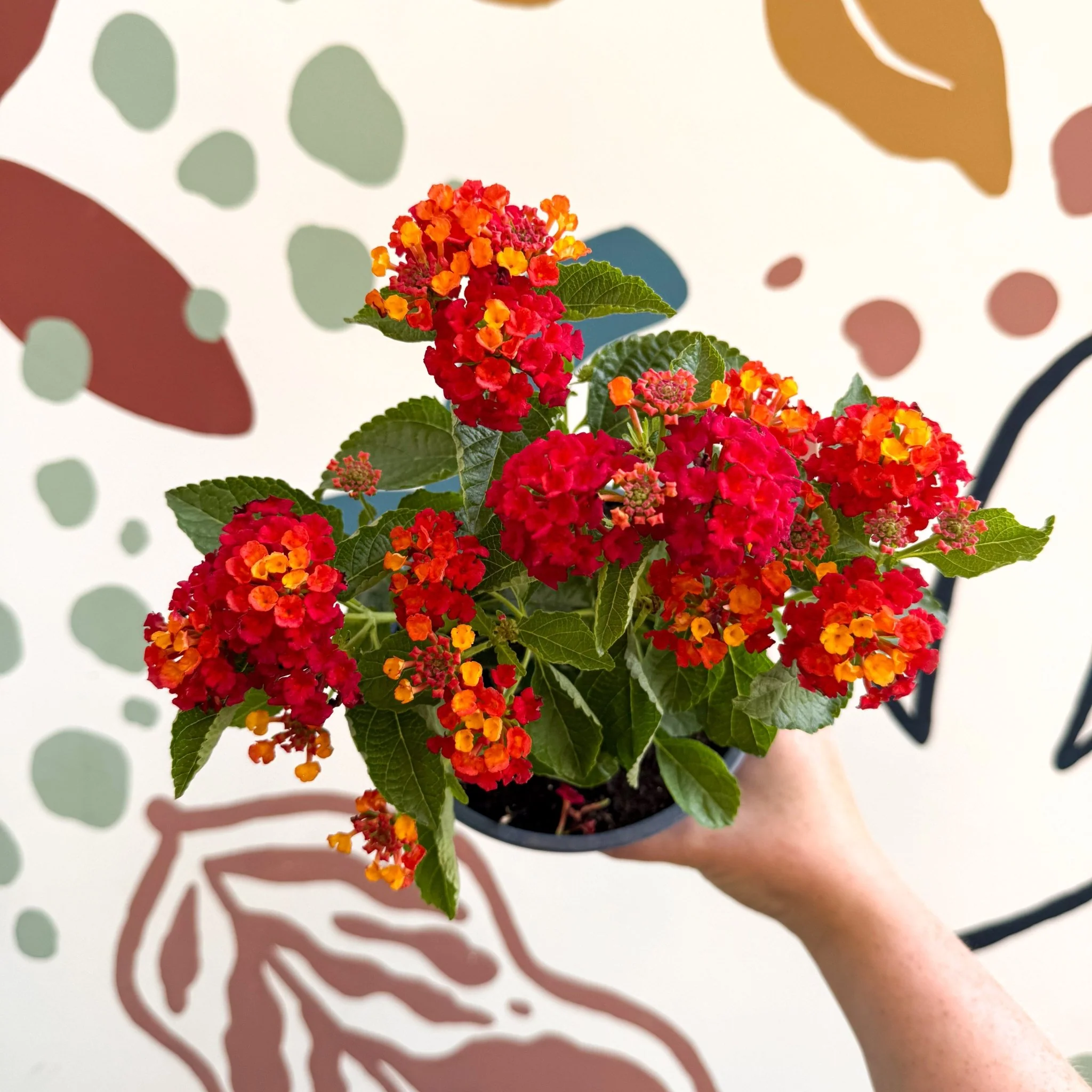 Lantana camara ‘Bandana Red’ - Shrub Verbena - British Grown - Image 2