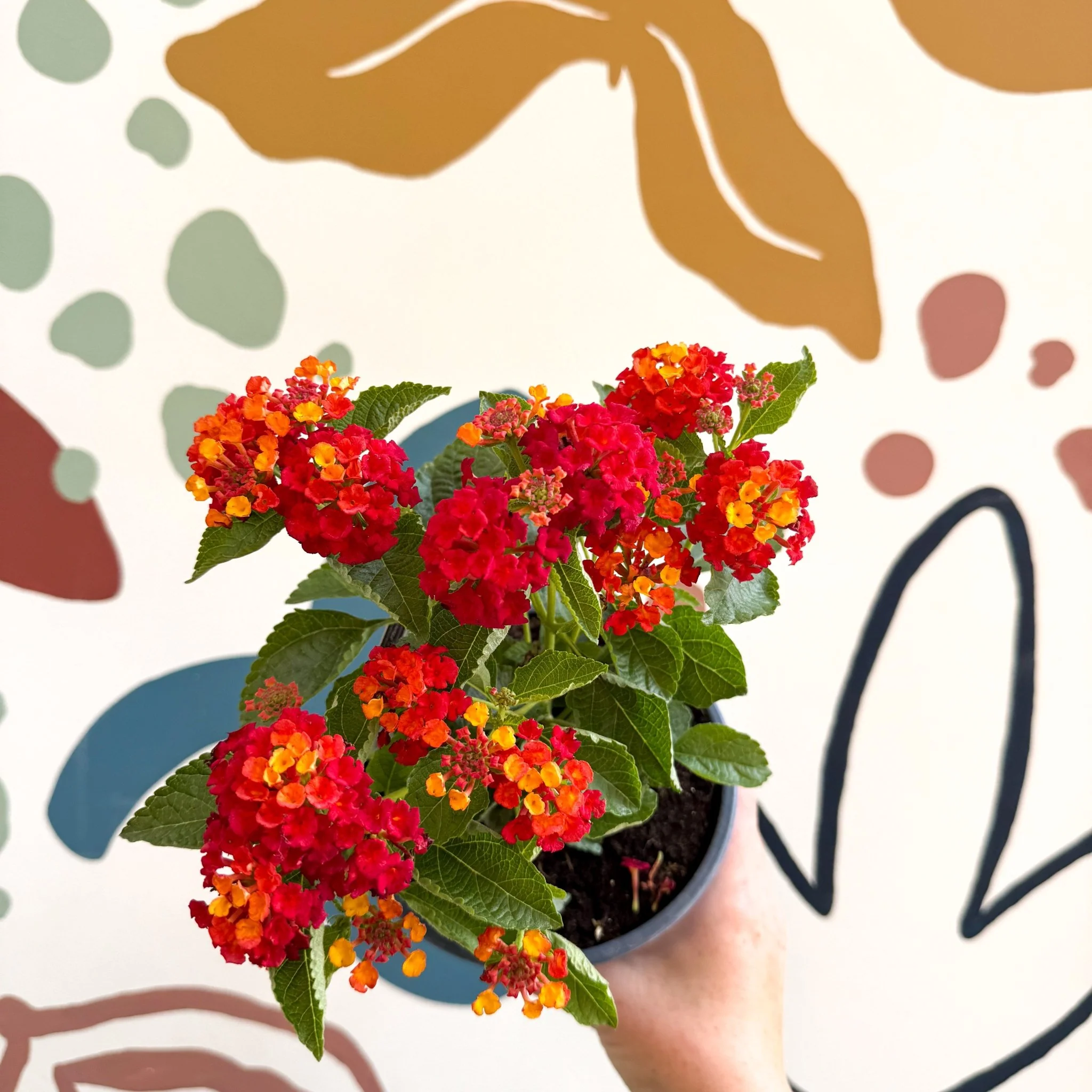 Lantana camara ‘Bandana Red’ - Shrub Verbena - British Grown - Image 3
