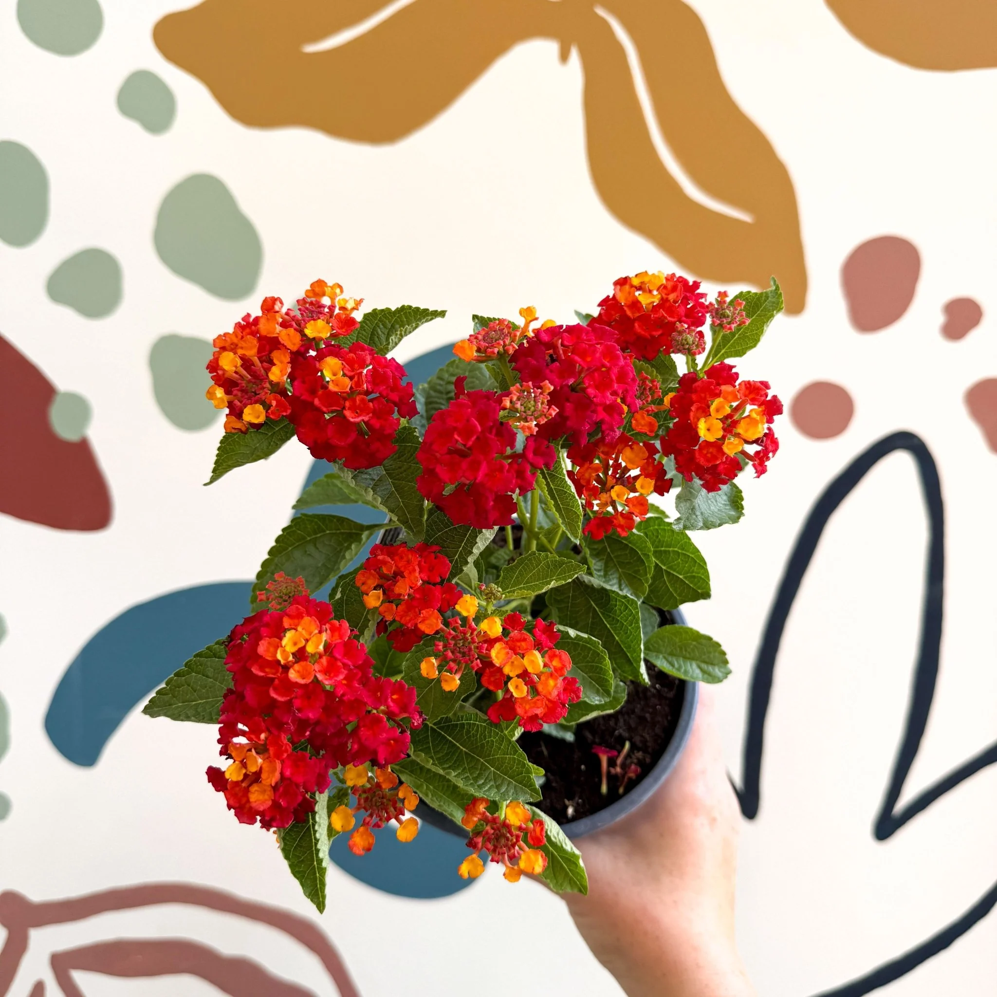 Lantana camara ‘Bandana Red’ - Shrub Verbena - British Grown - Image 4
