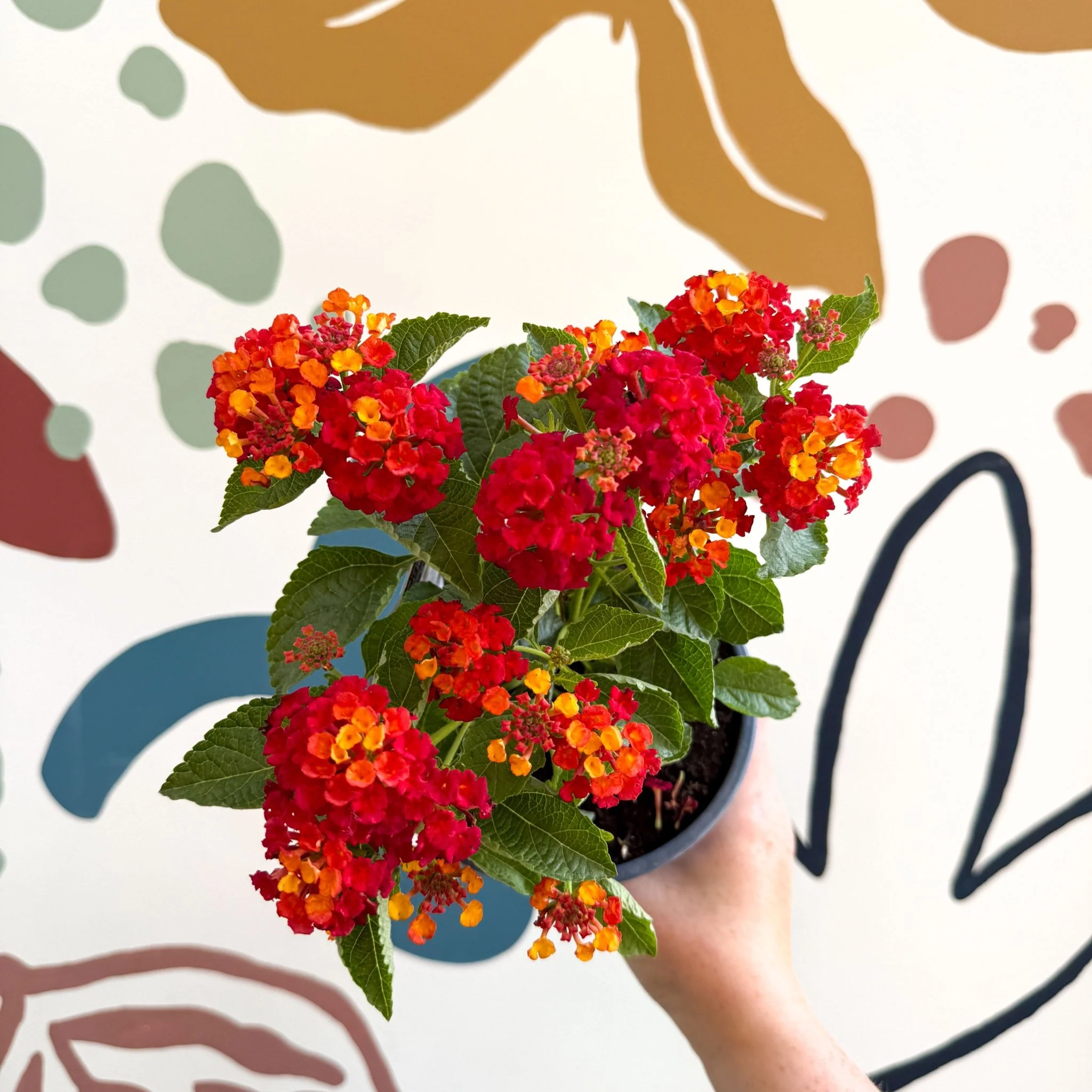 Lantana camara ‘Bandana Red’ - Shrub Verbena - British Grown - Image 5