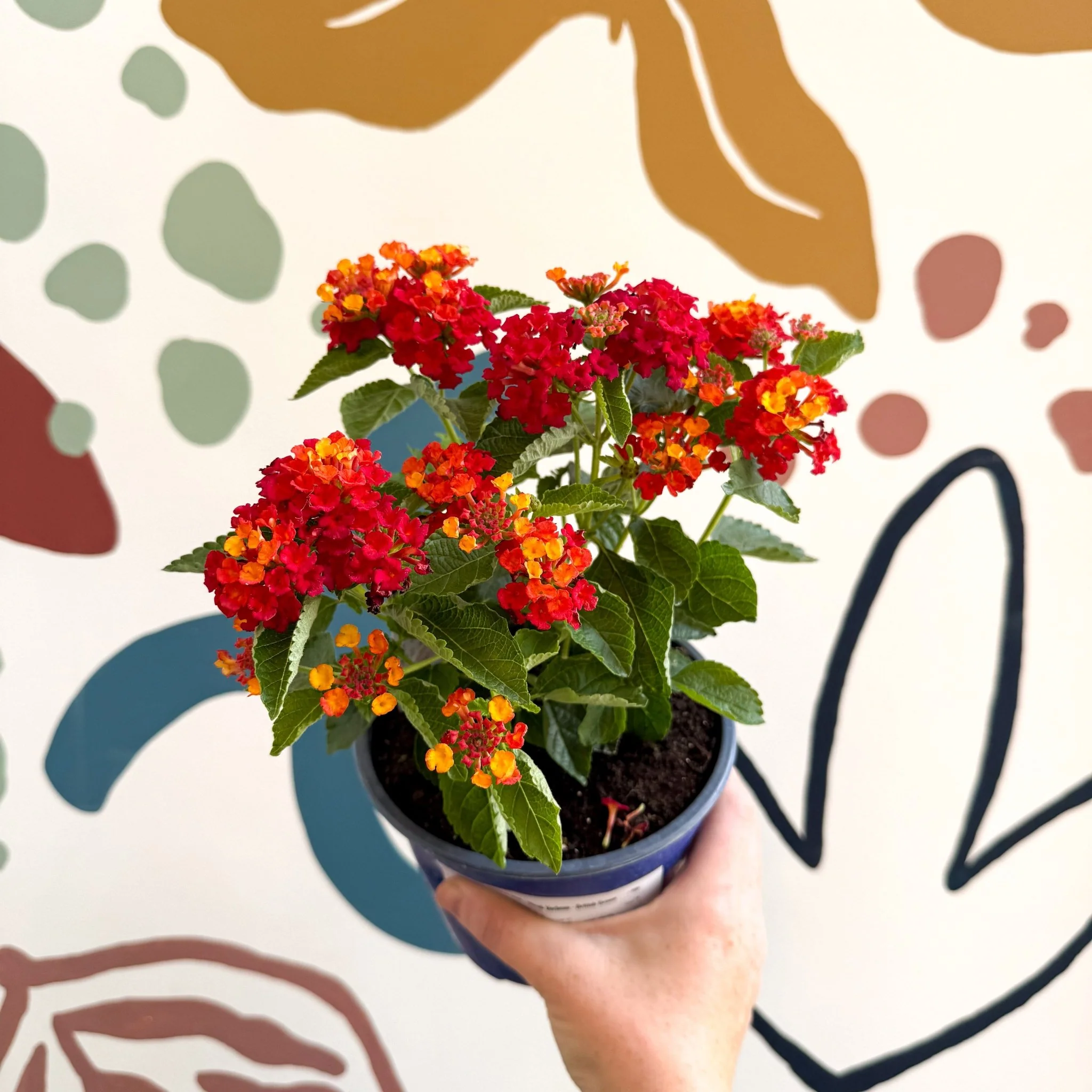 Lantana camara ‘Bandana Red’ - Shrub Verbena - British Grown - Image 6
