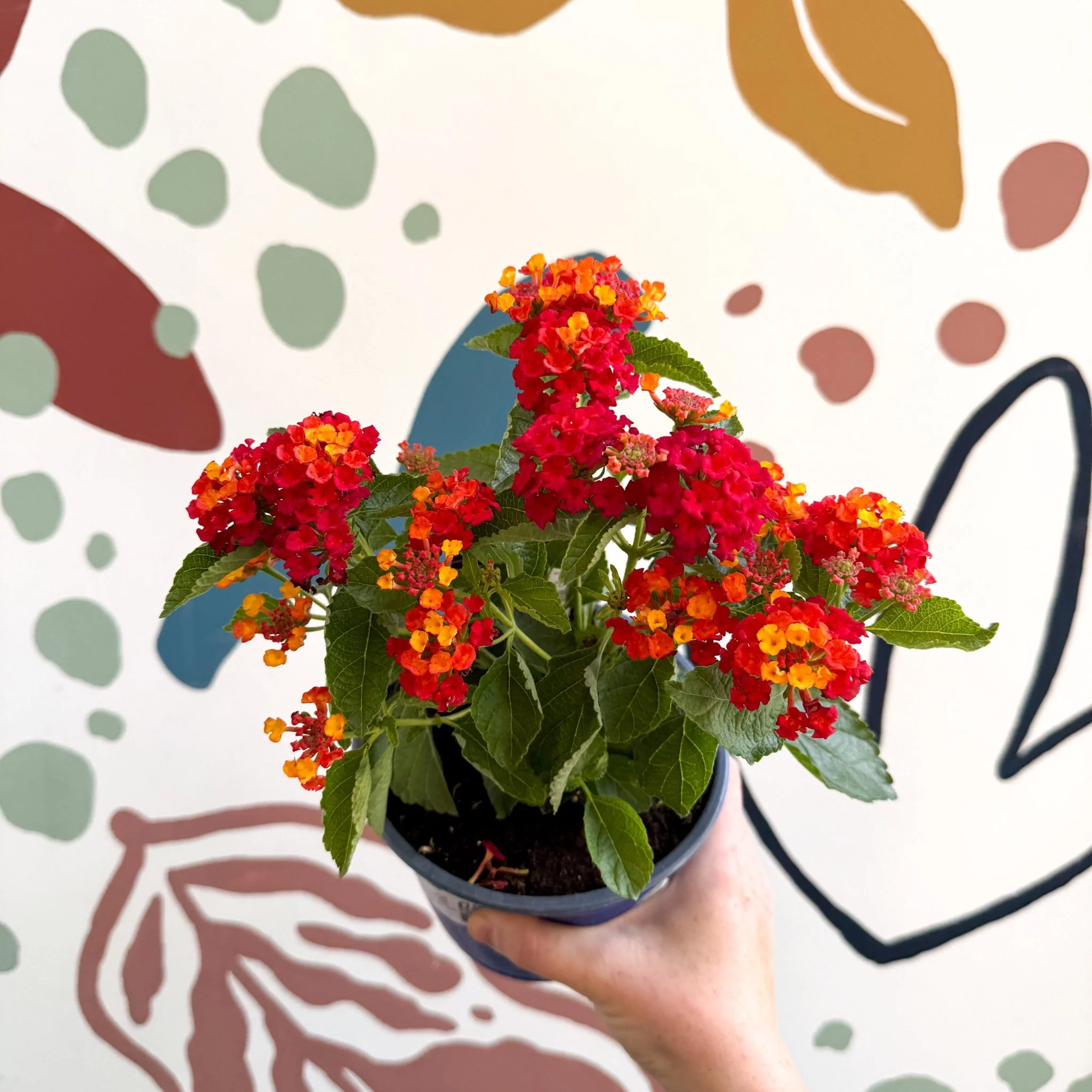 Lantana camara ‘Bandana Red’ - Shrub Verbena - British Grown - Image 8