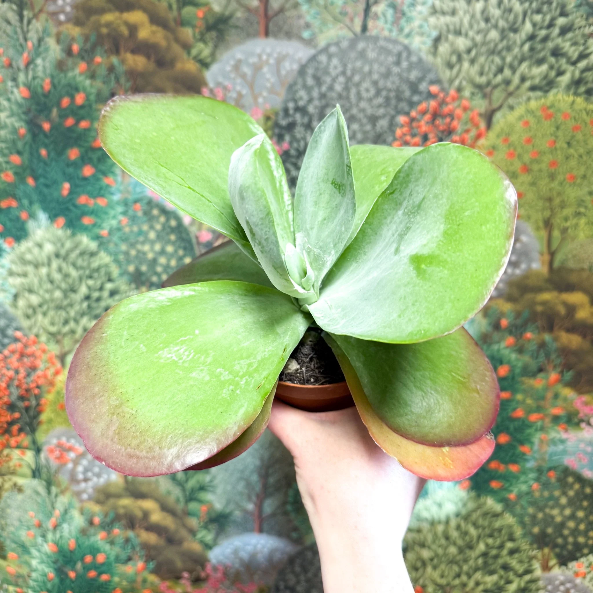 Kalanchoe thyrsiflora - Desert Rose