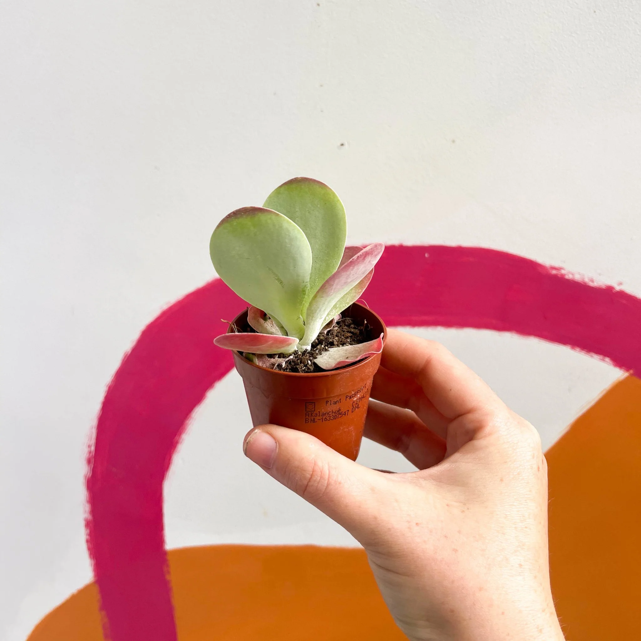 Kalanchoe thyrsiflora - Desert Rose - Image 10
