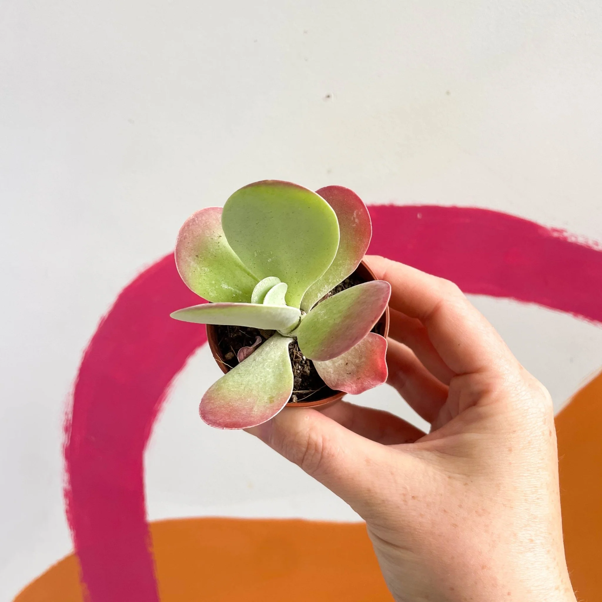 Kalanchoe thyrsiflora - Desert Rose - Image 11