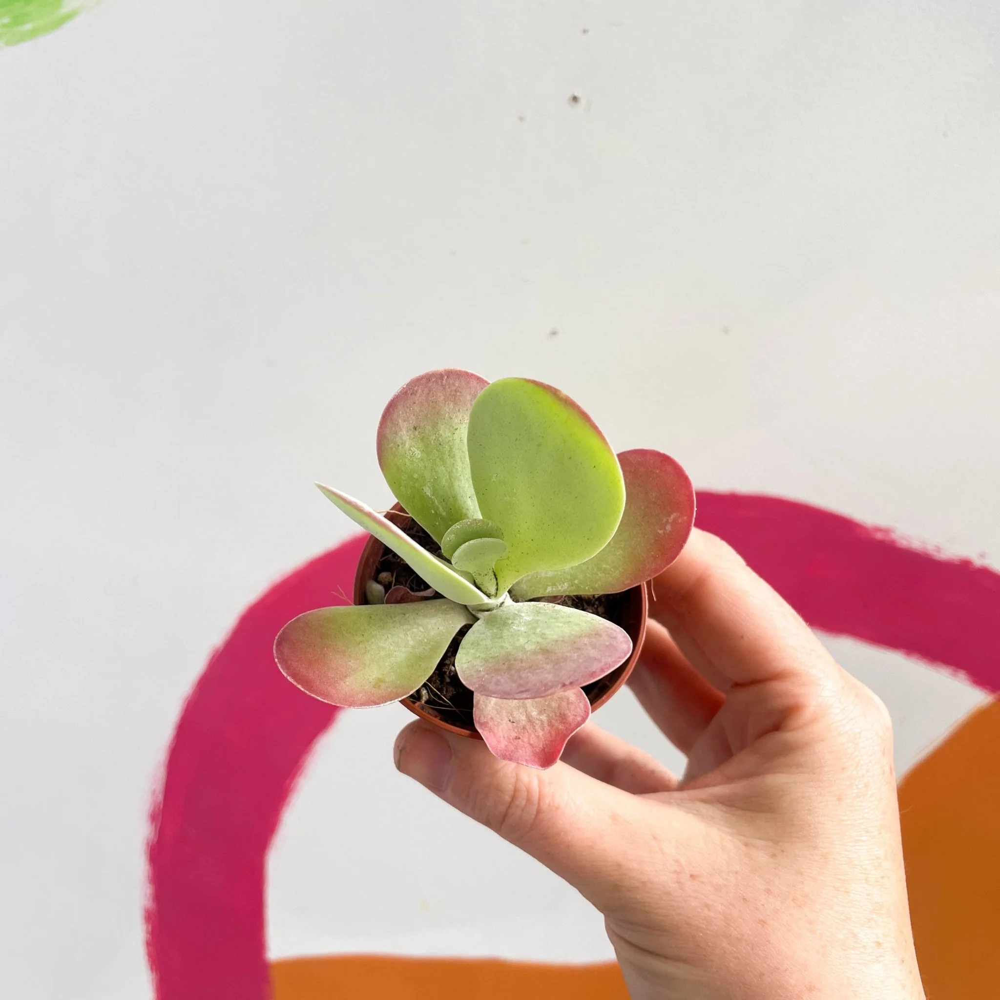 Kalanchoe thyrsiflora - Desert Rose - Image 12