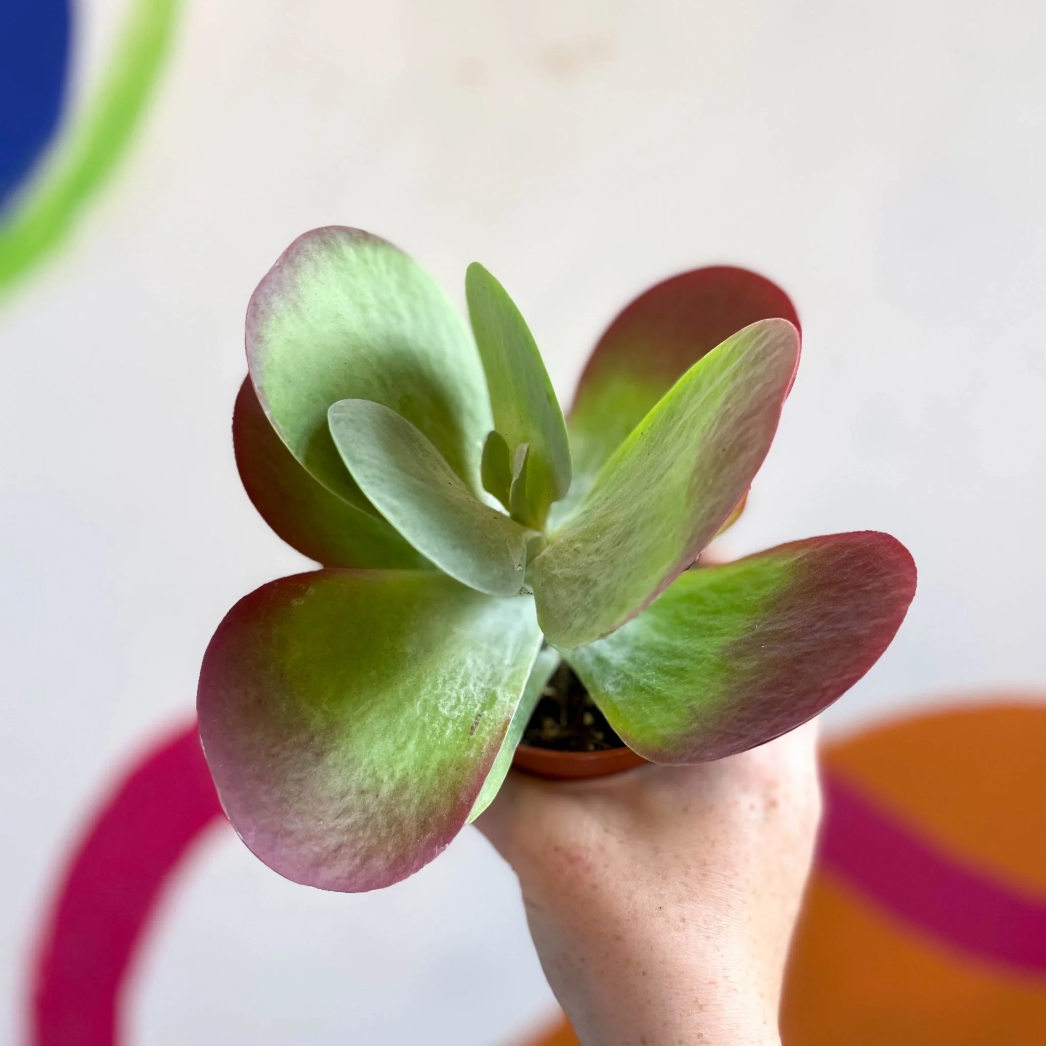 Kalanchoe thyrsiflora - Desert Rose - Image 13
